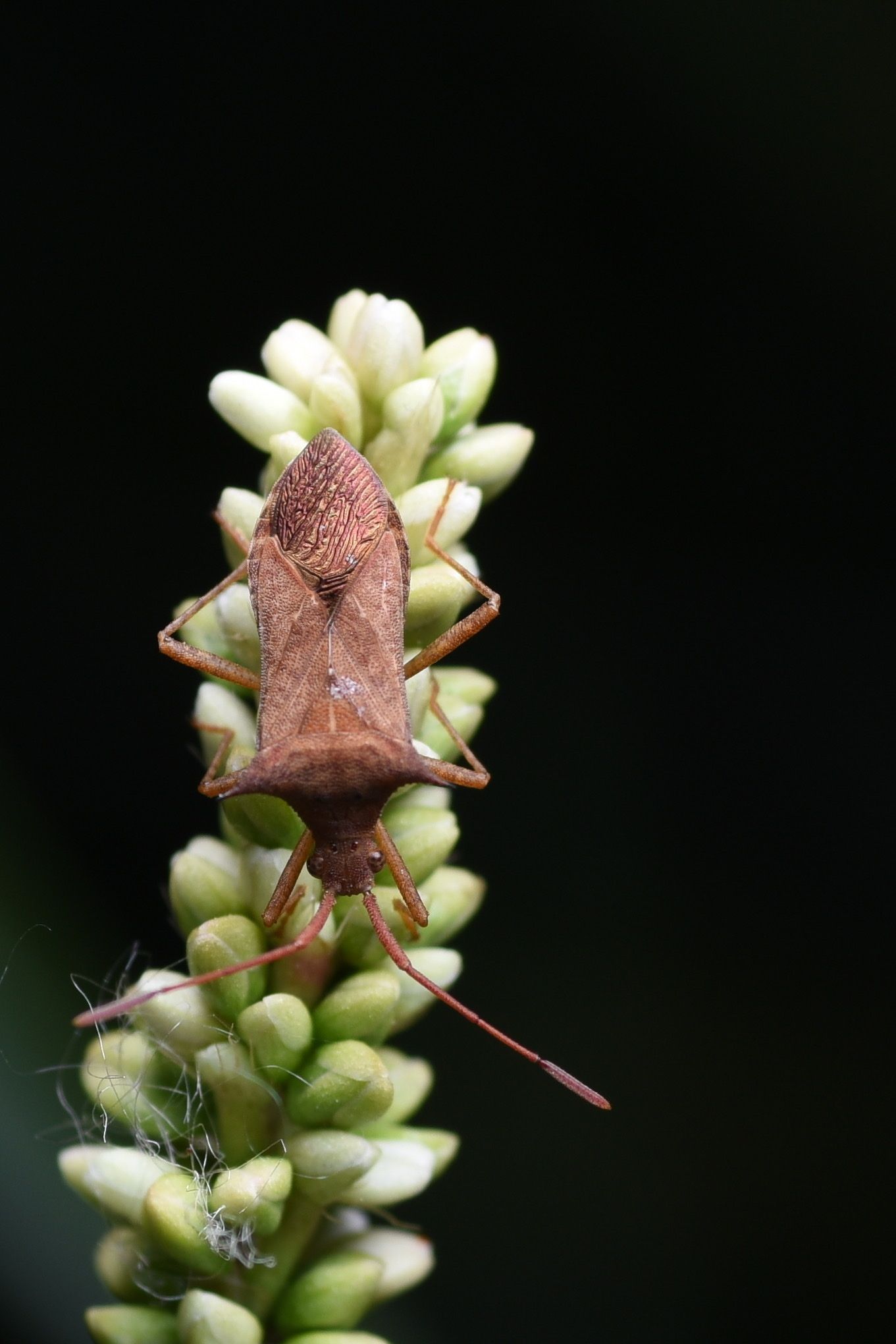 Cletus bipunctatus
