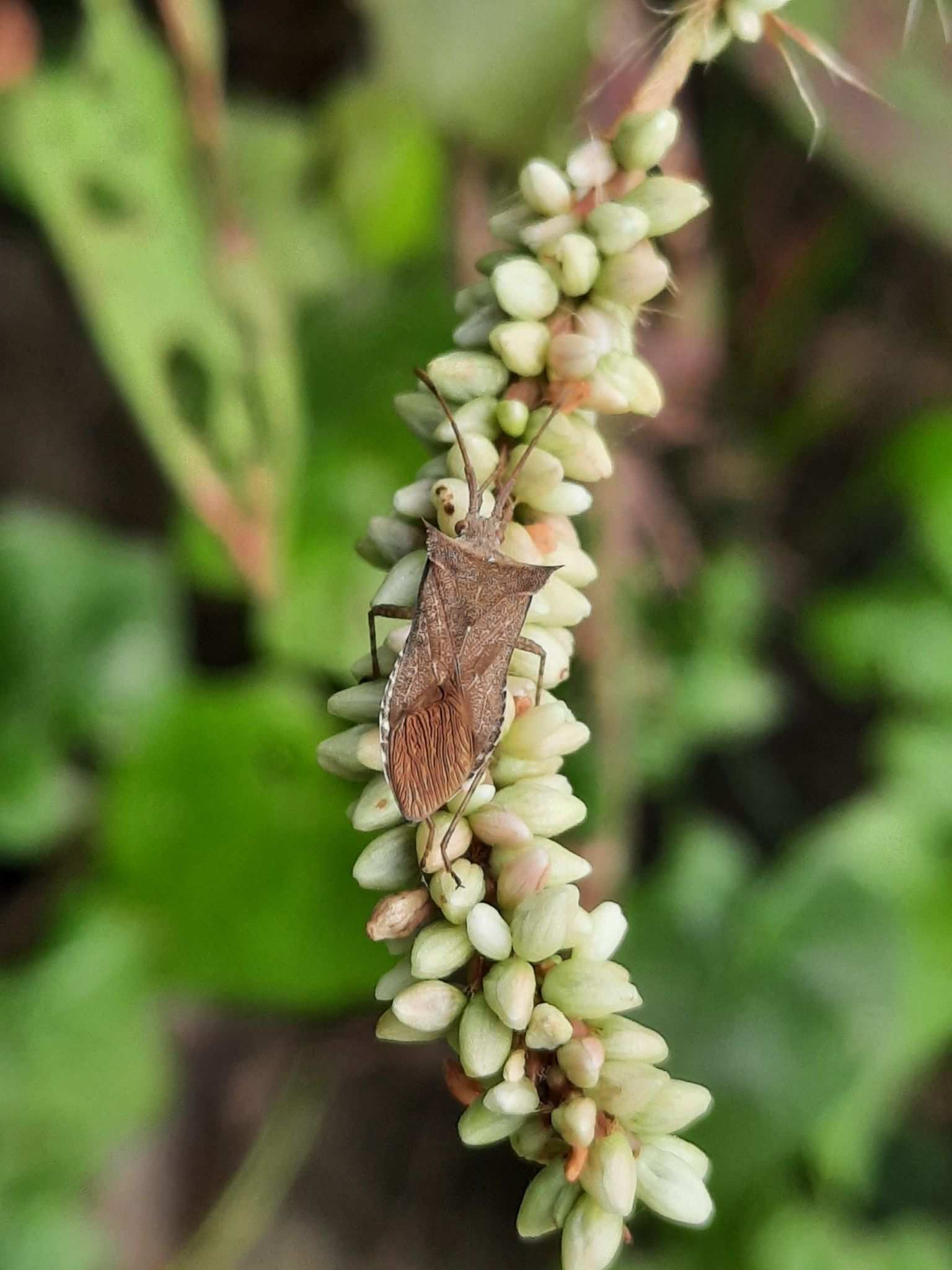 Cletus bipunctatus