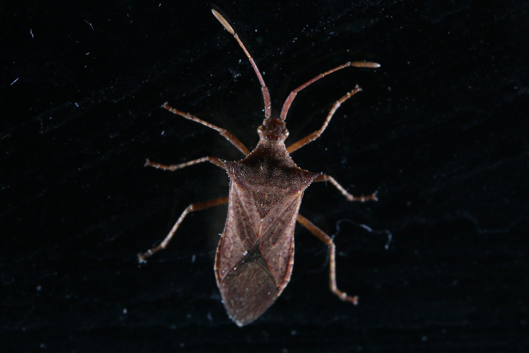 Cletus bipunctatus
