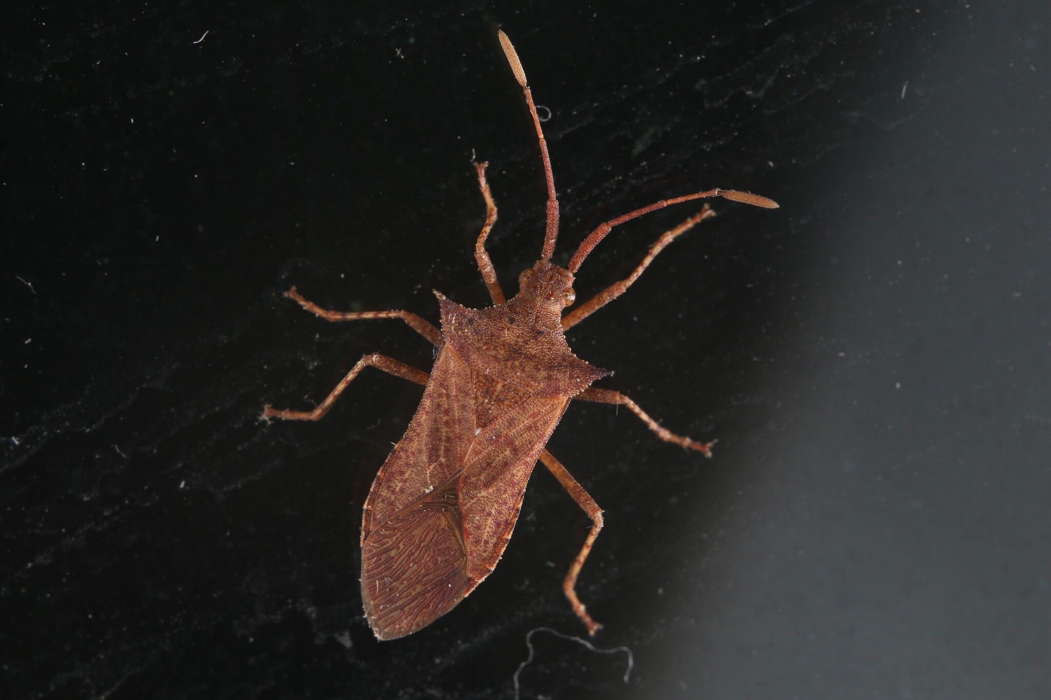 Cletus bipunctatus