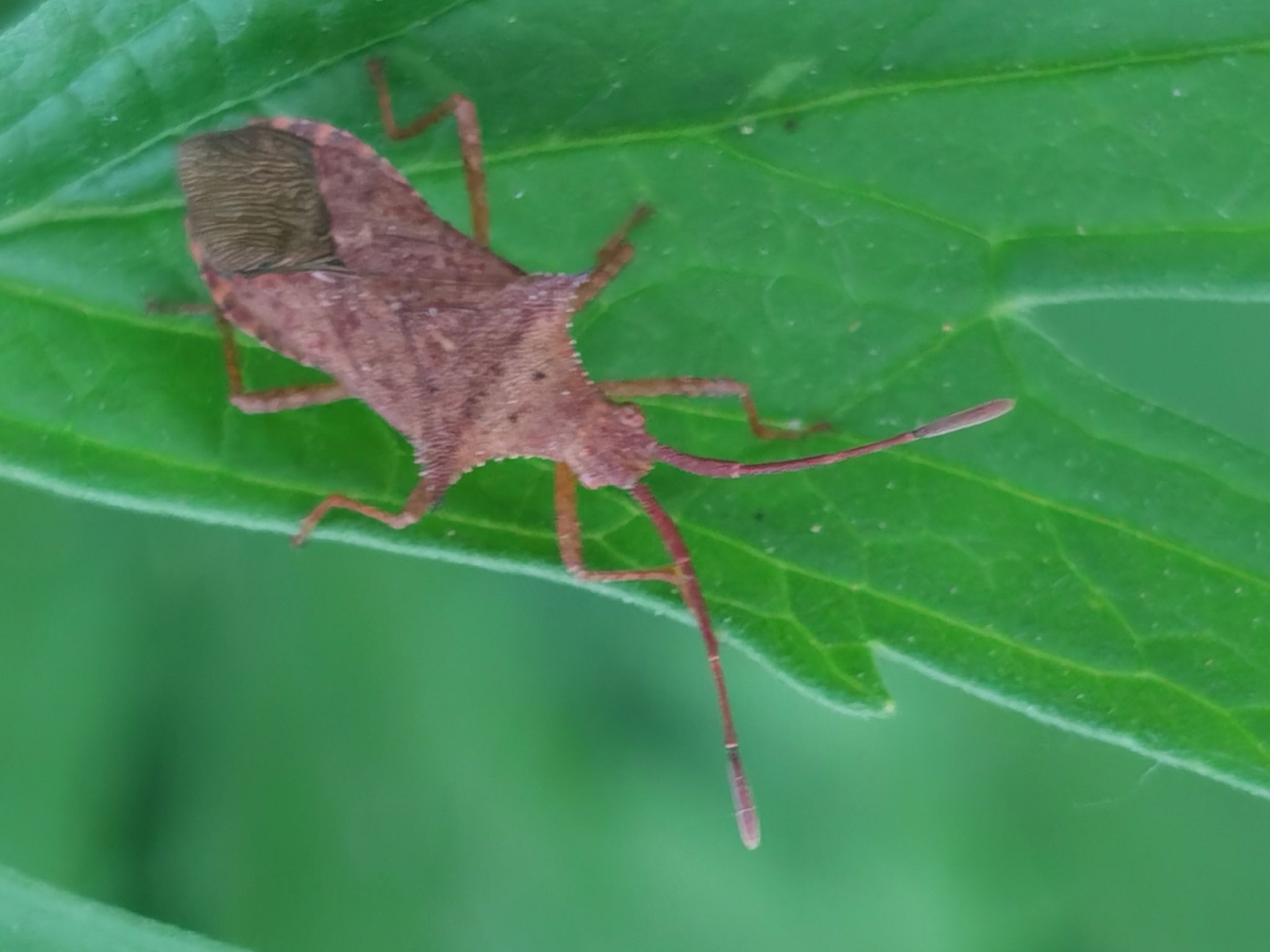 Cletus bipunctatus