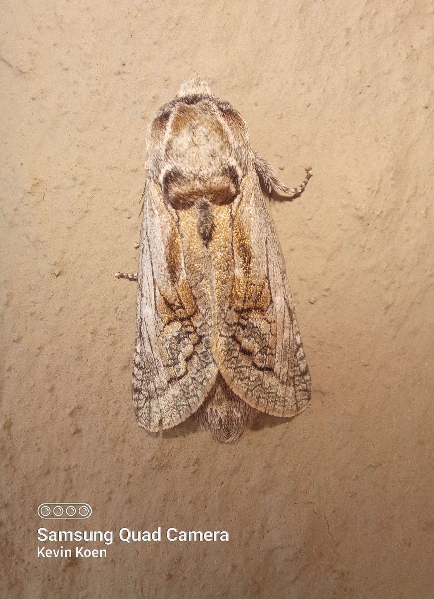 Coryphodema tristis