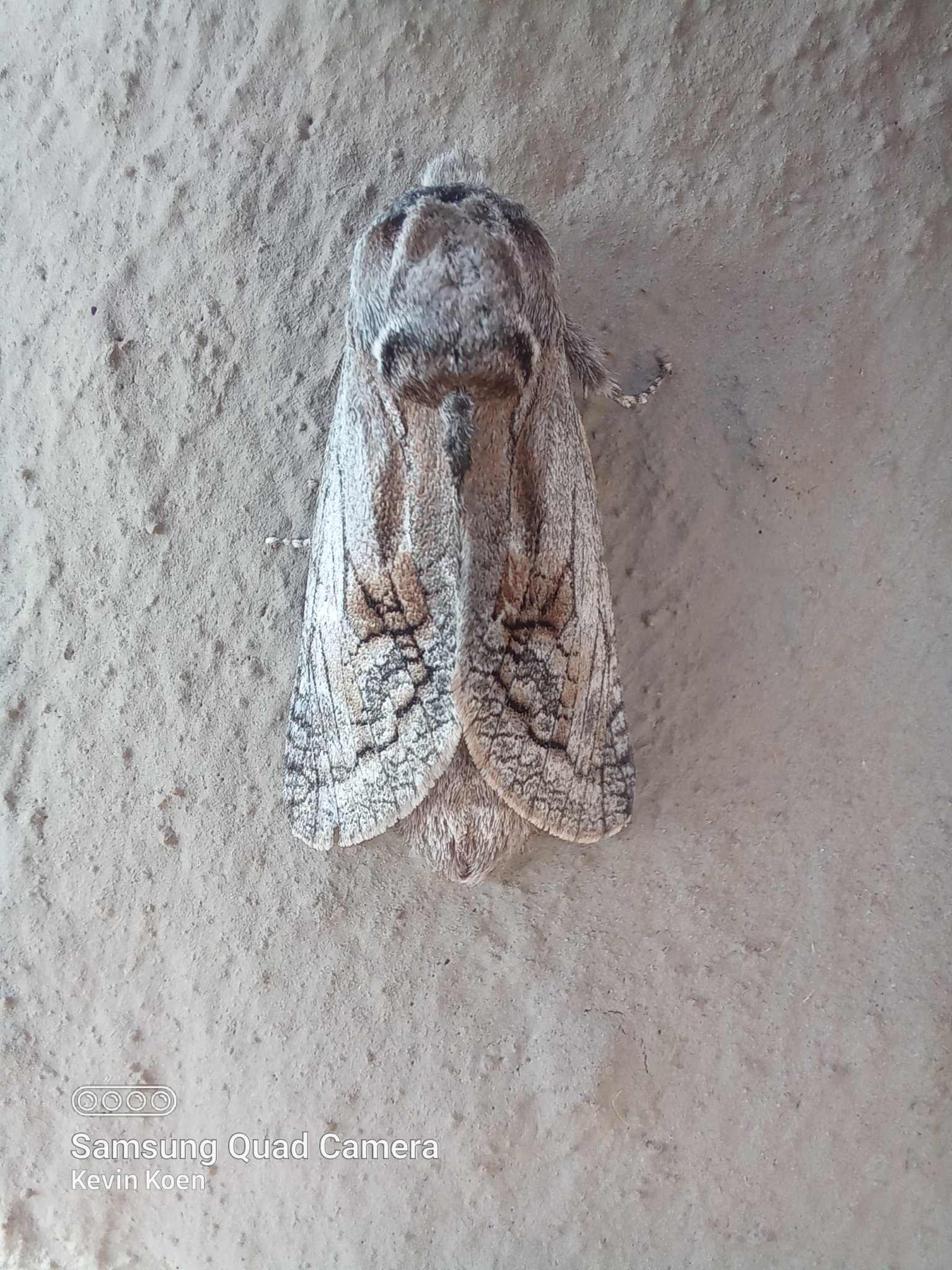 Coryphodema tristis