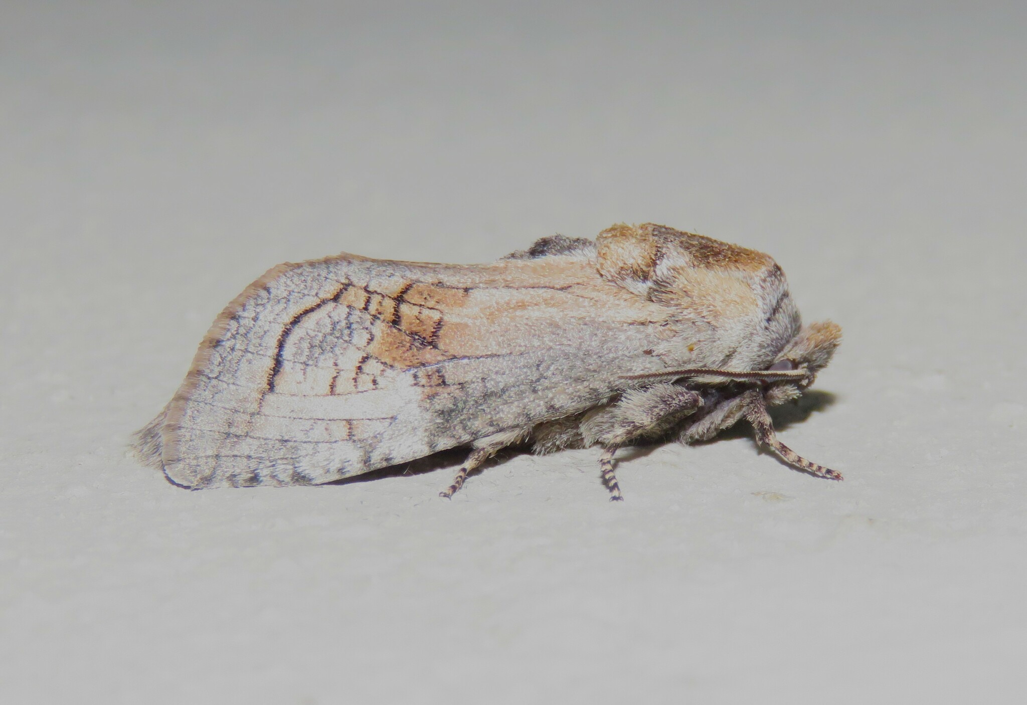 Coryphodema tristis