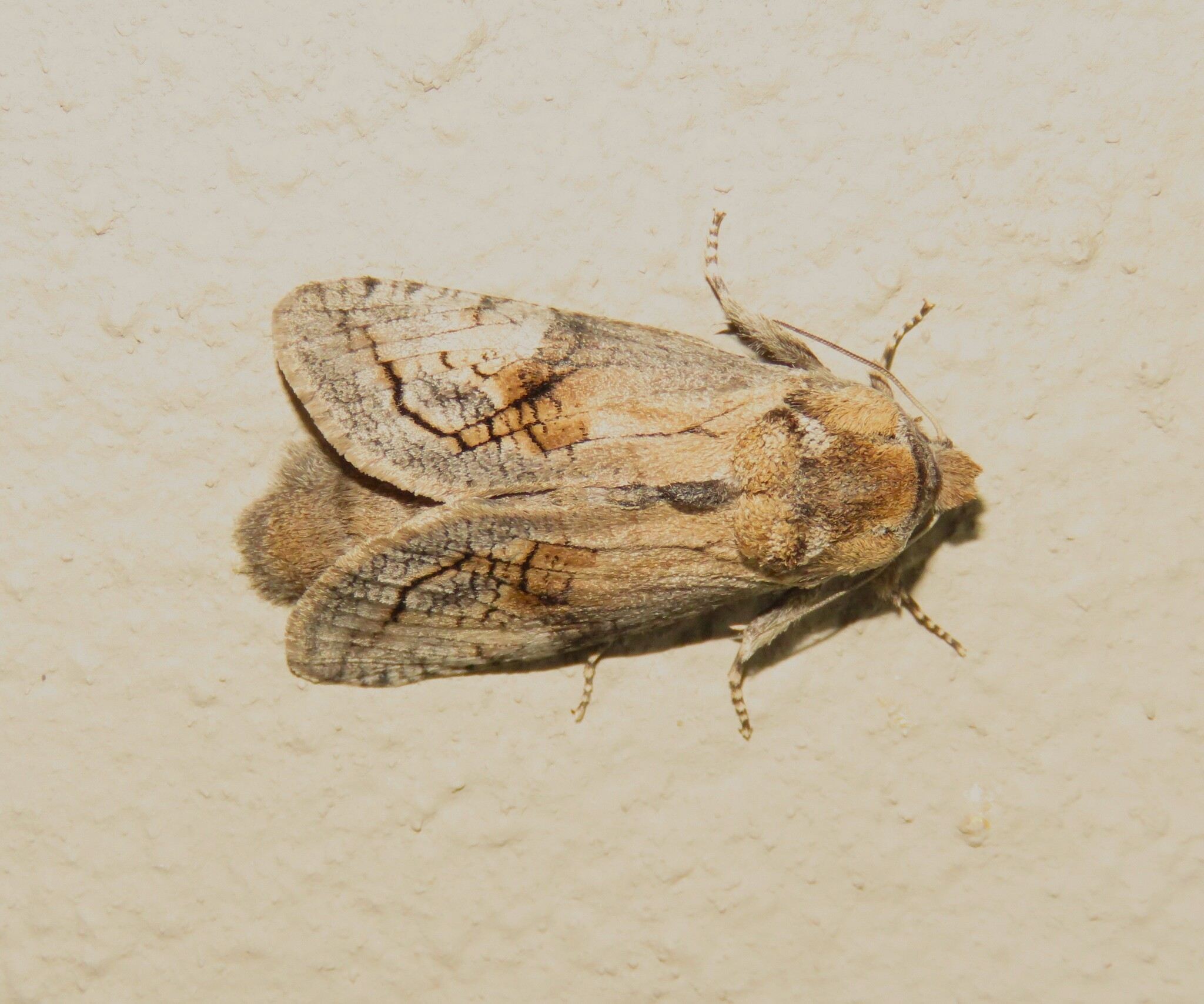 Coryphodema tristis
