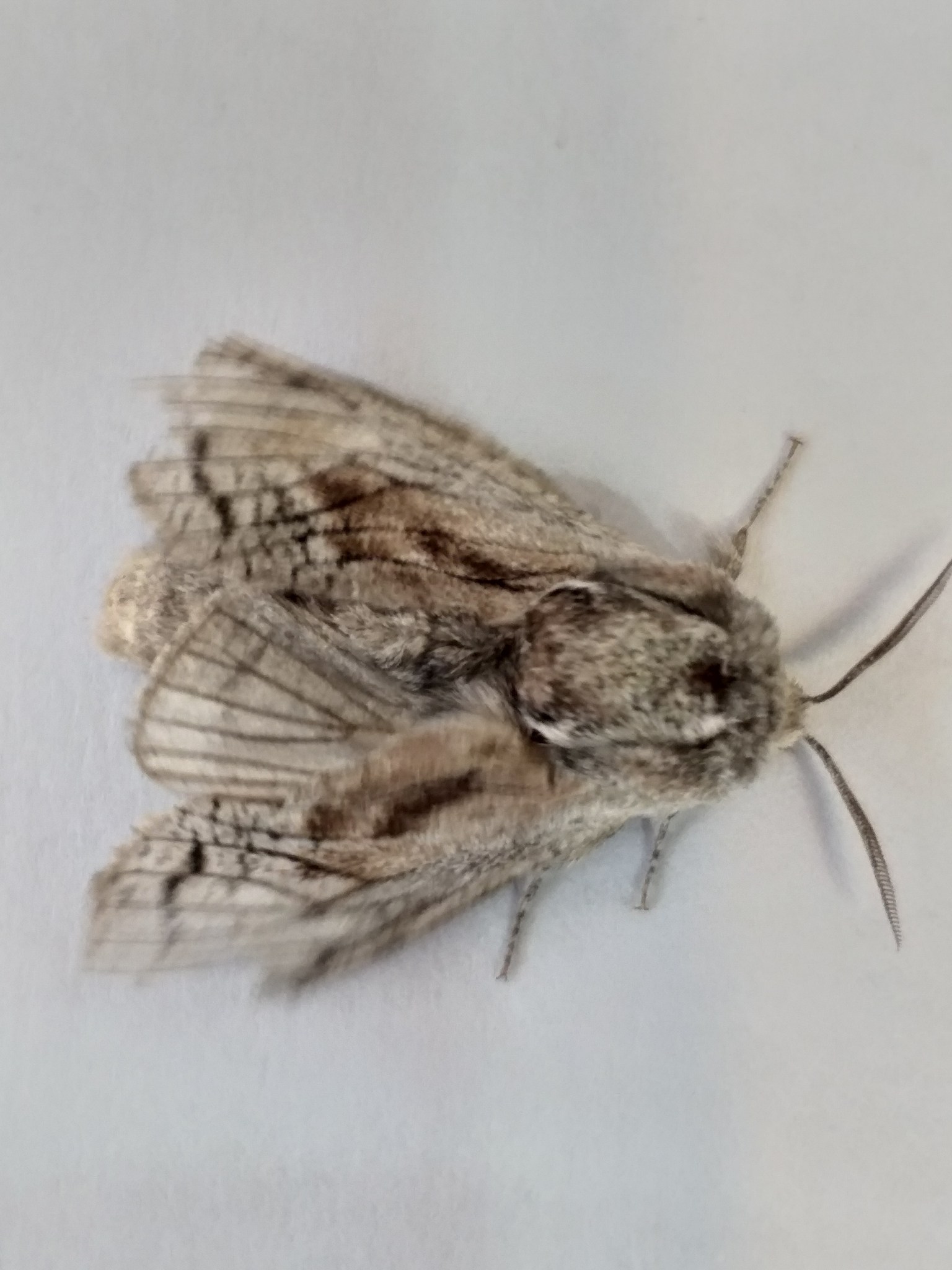 Coryphodema tristis