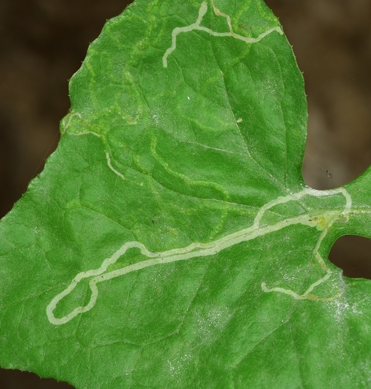 Liriomyza trifolii