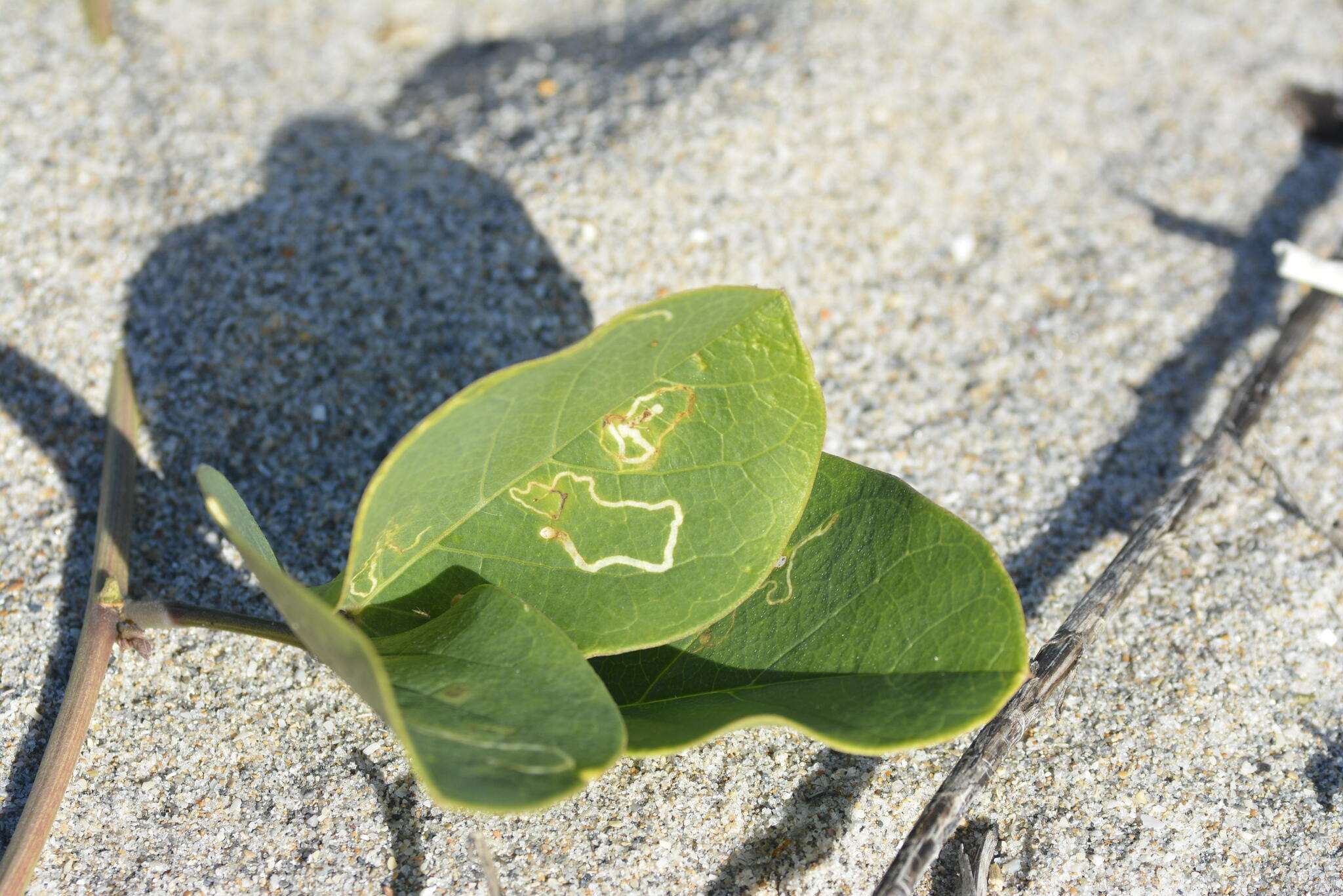 Liriomyza trifolii