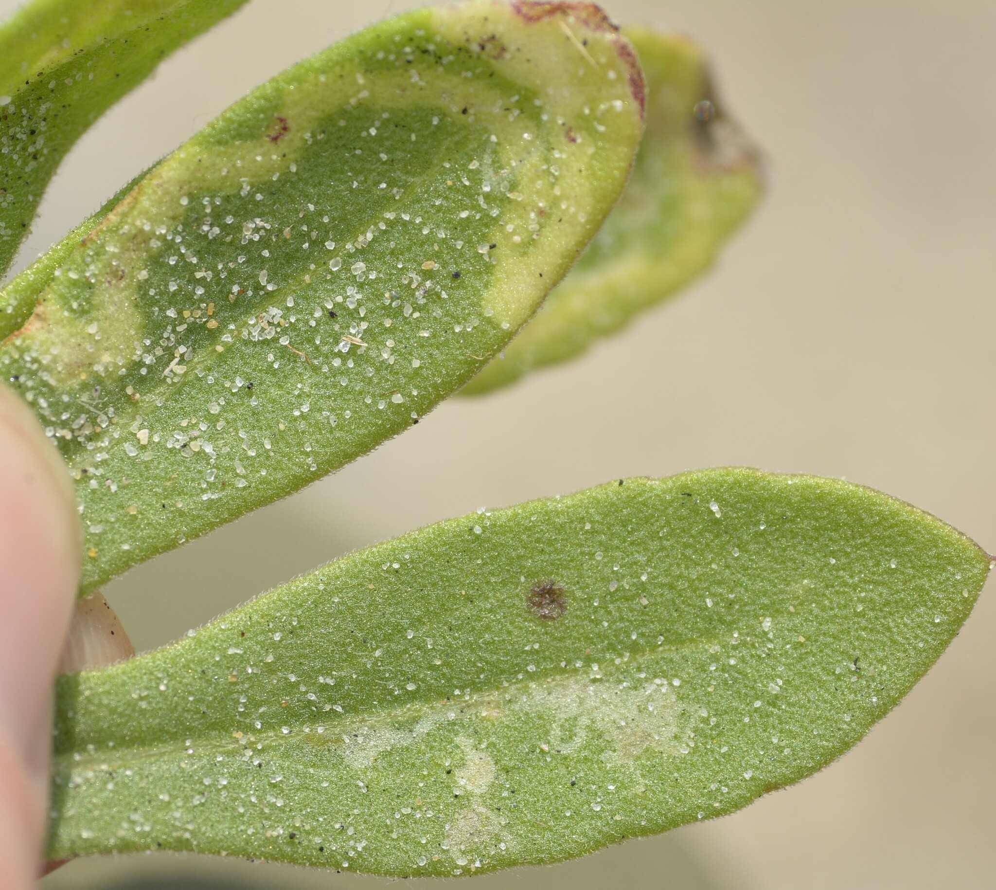 Liriomyza trifolii