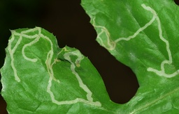 Liriomyza trifolii