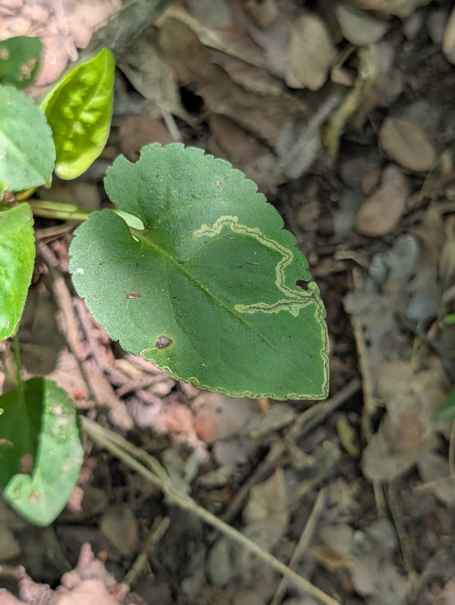 Liriomyza trifolii