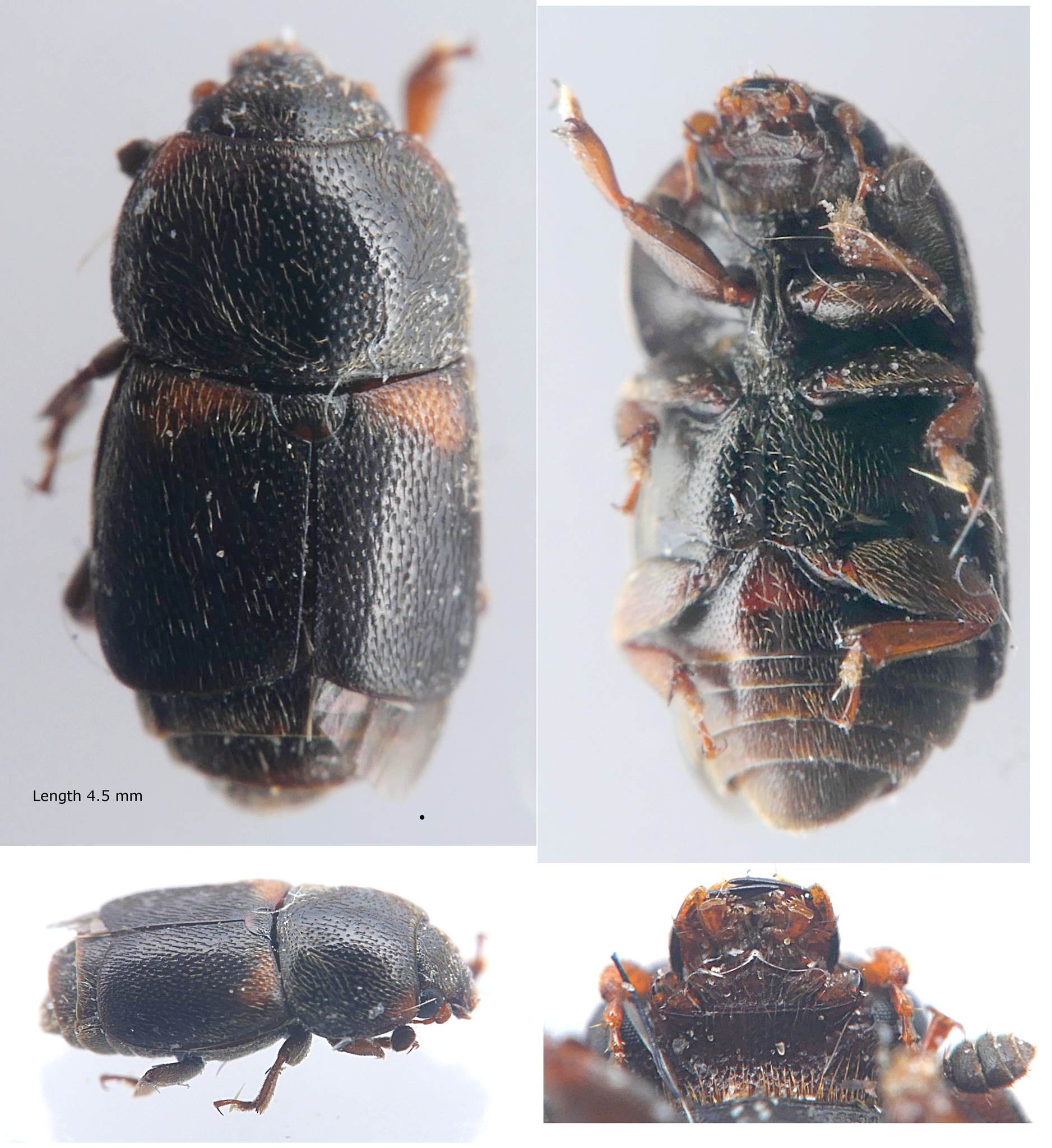 Urophorus humeralis