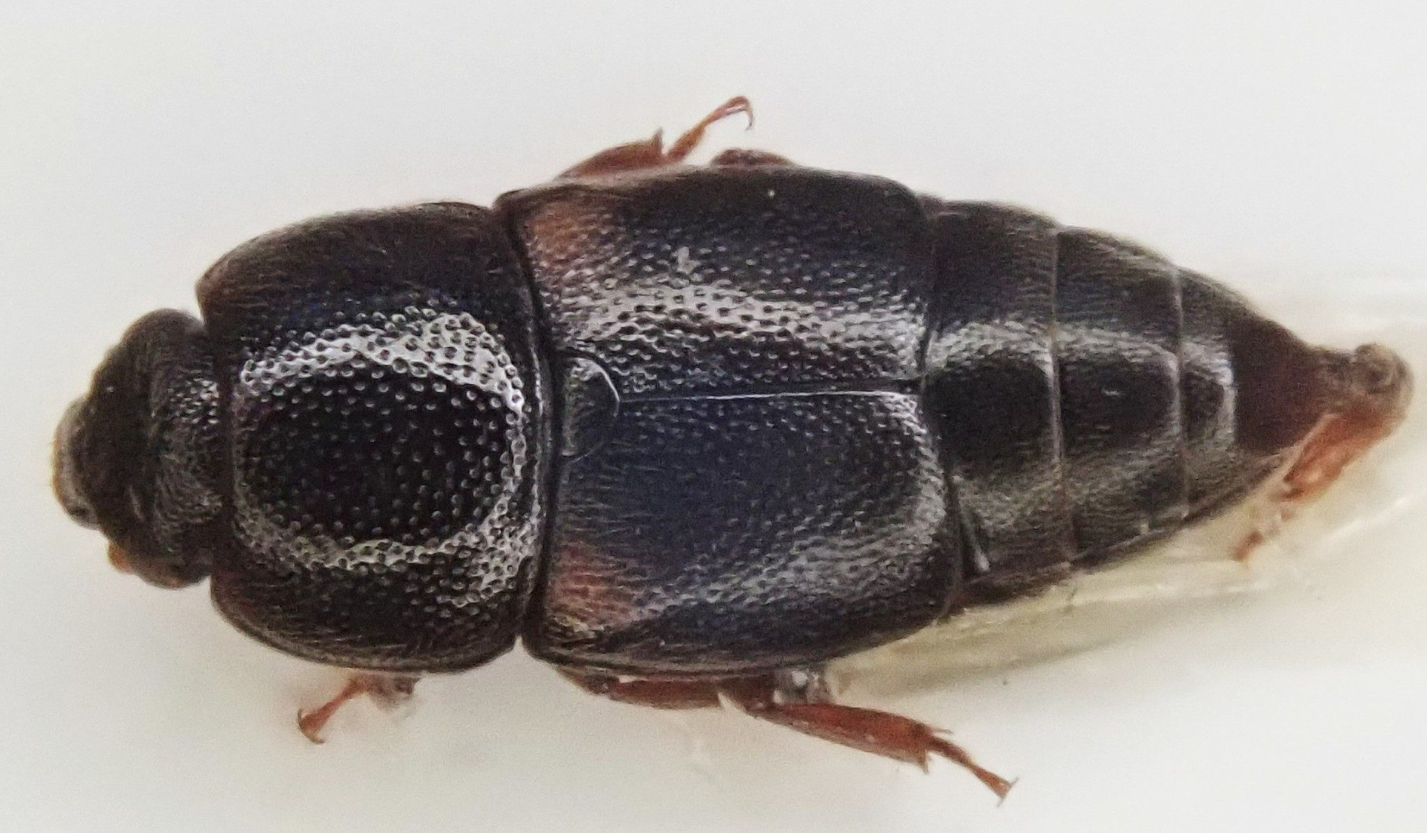 Urophorus humeralis