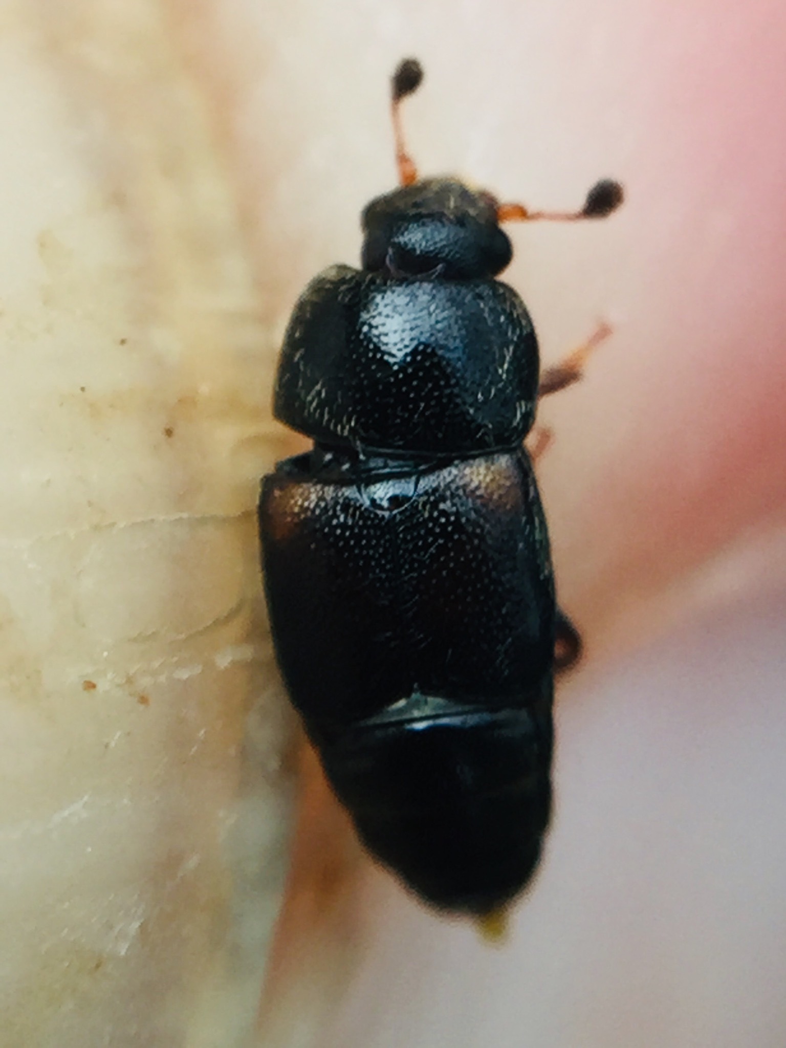 Urophorus humeralis