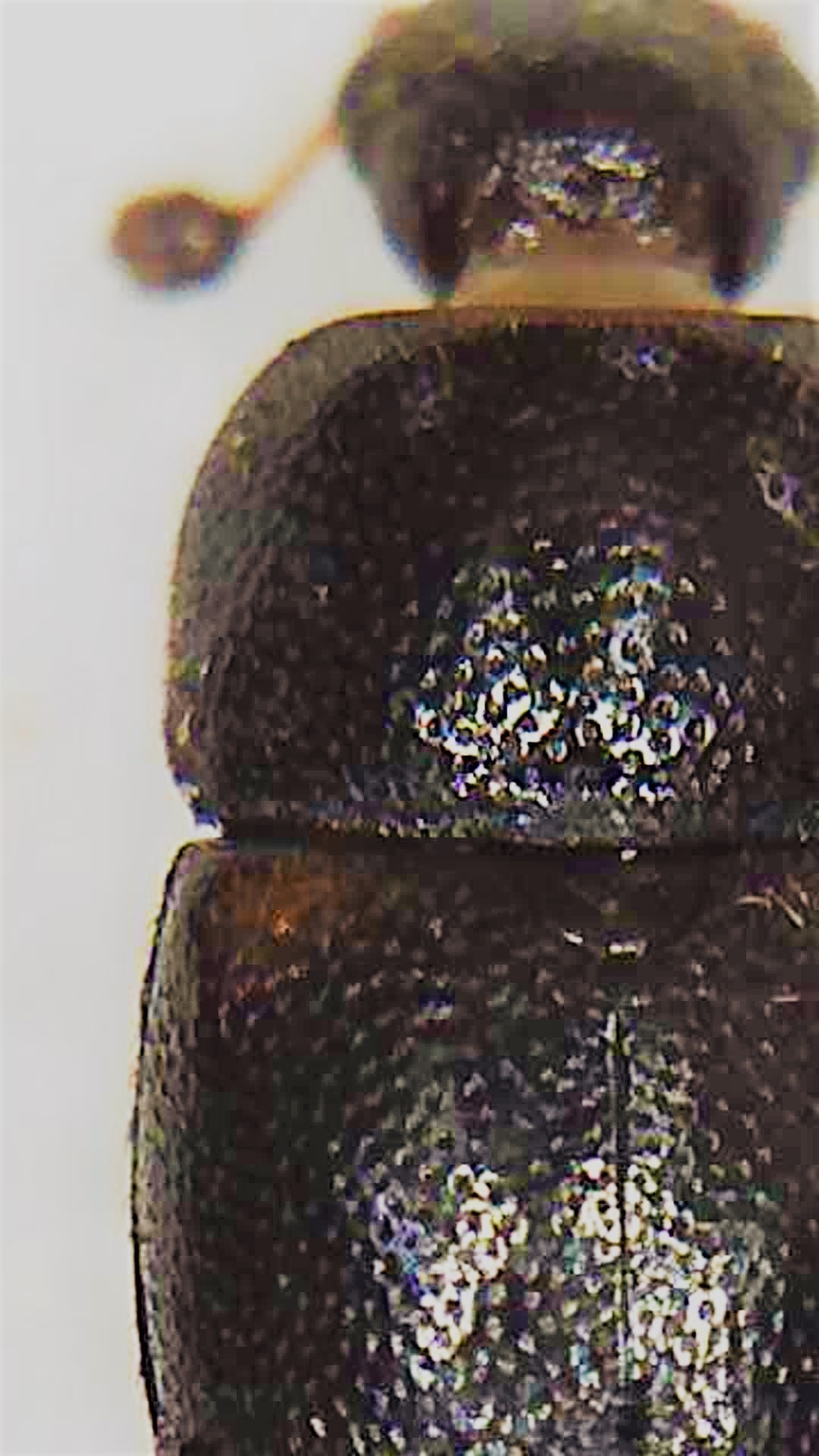 Urophorus humeralis