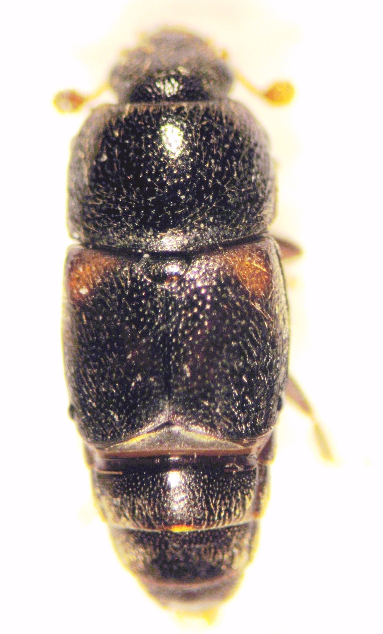 Urophorus humeralis