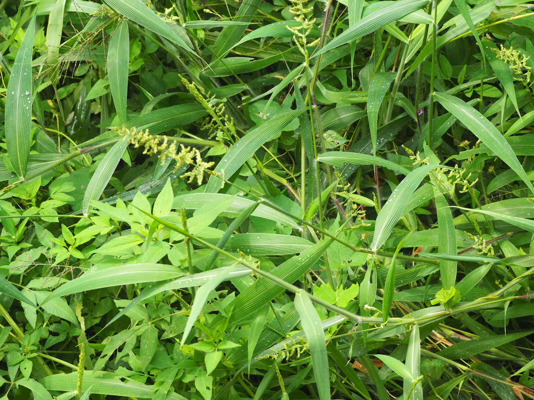 Setaria barbata