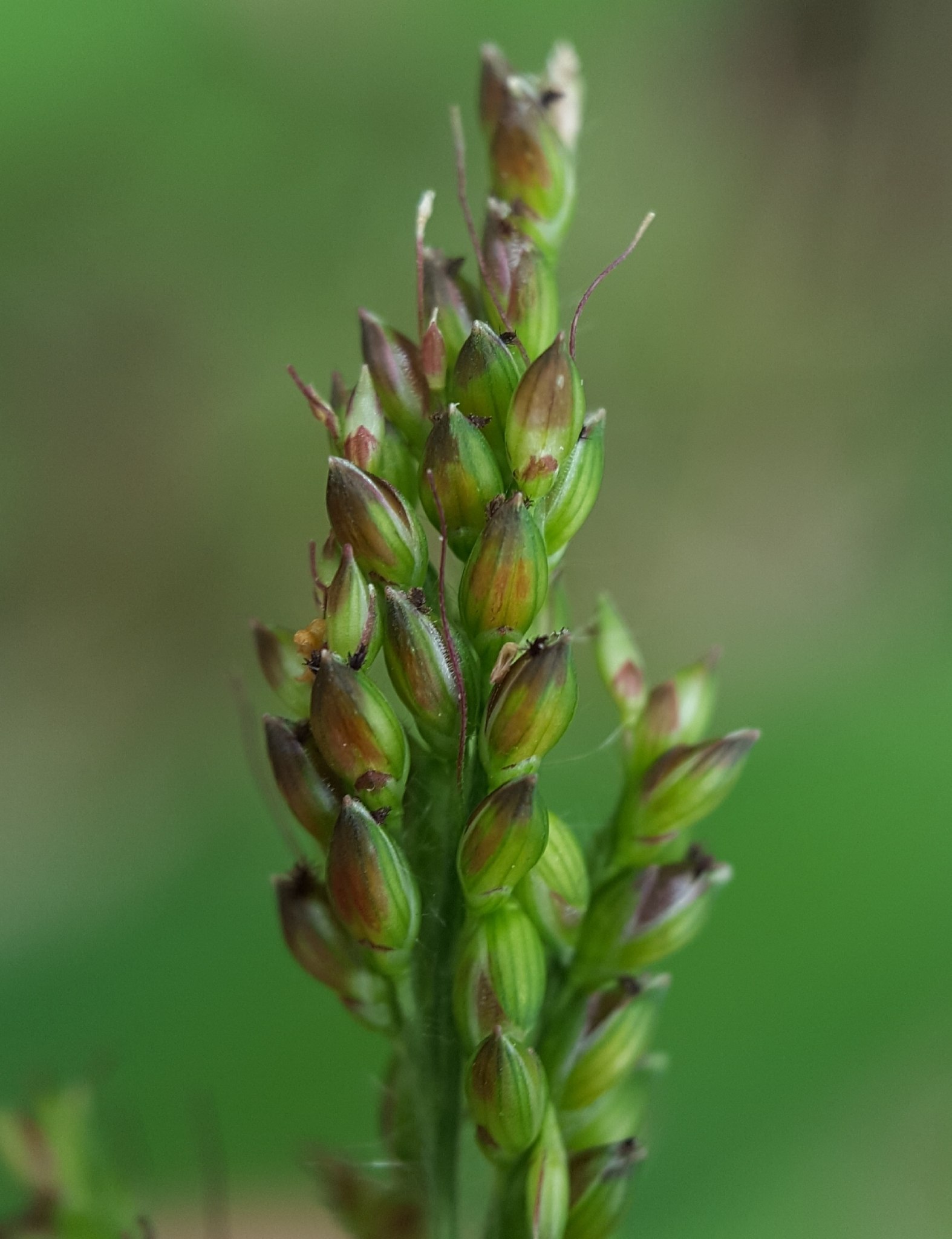 Setaria barbata