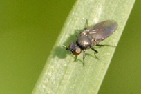Oscinella frit