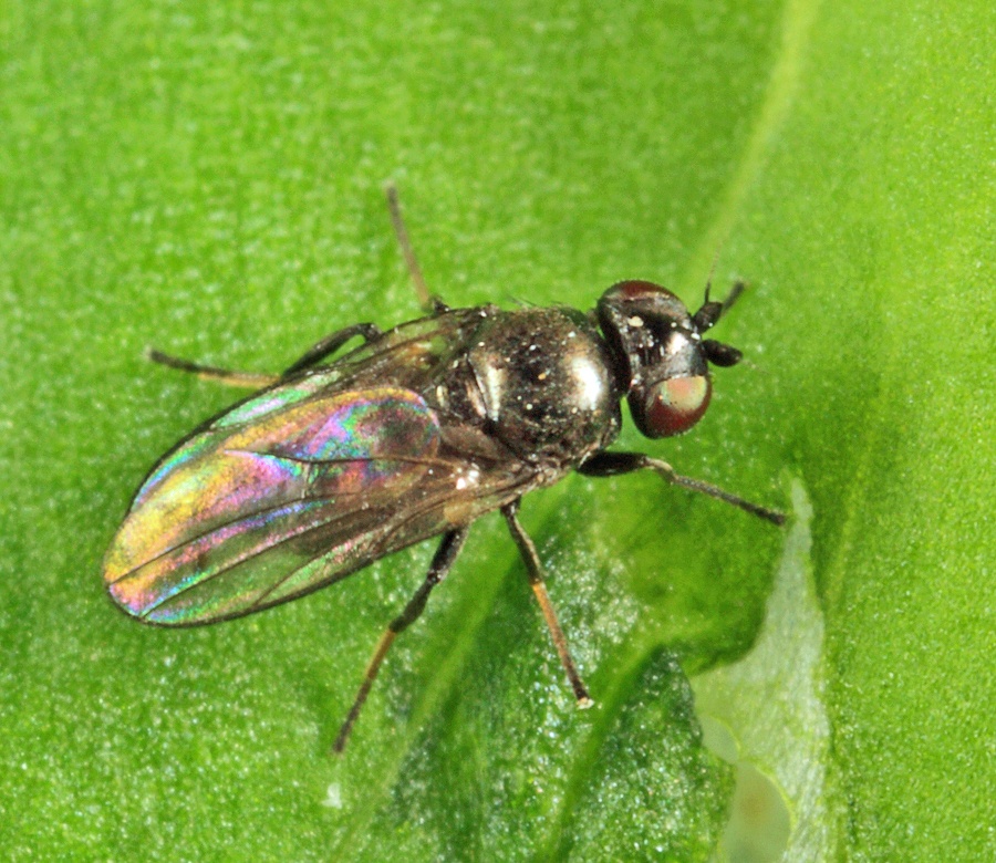 Oscinella frit