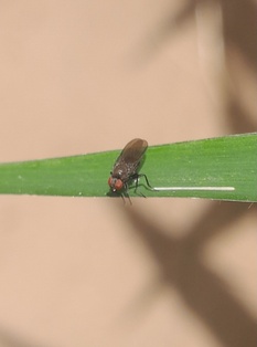 Oscinella frit