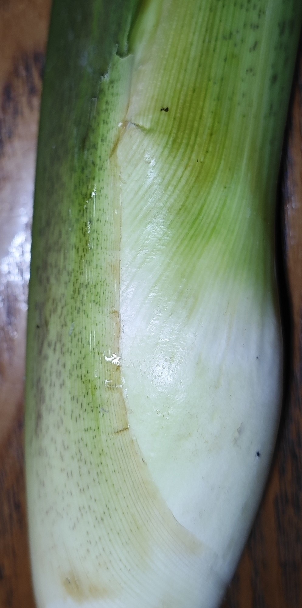 Ustilago esculenta