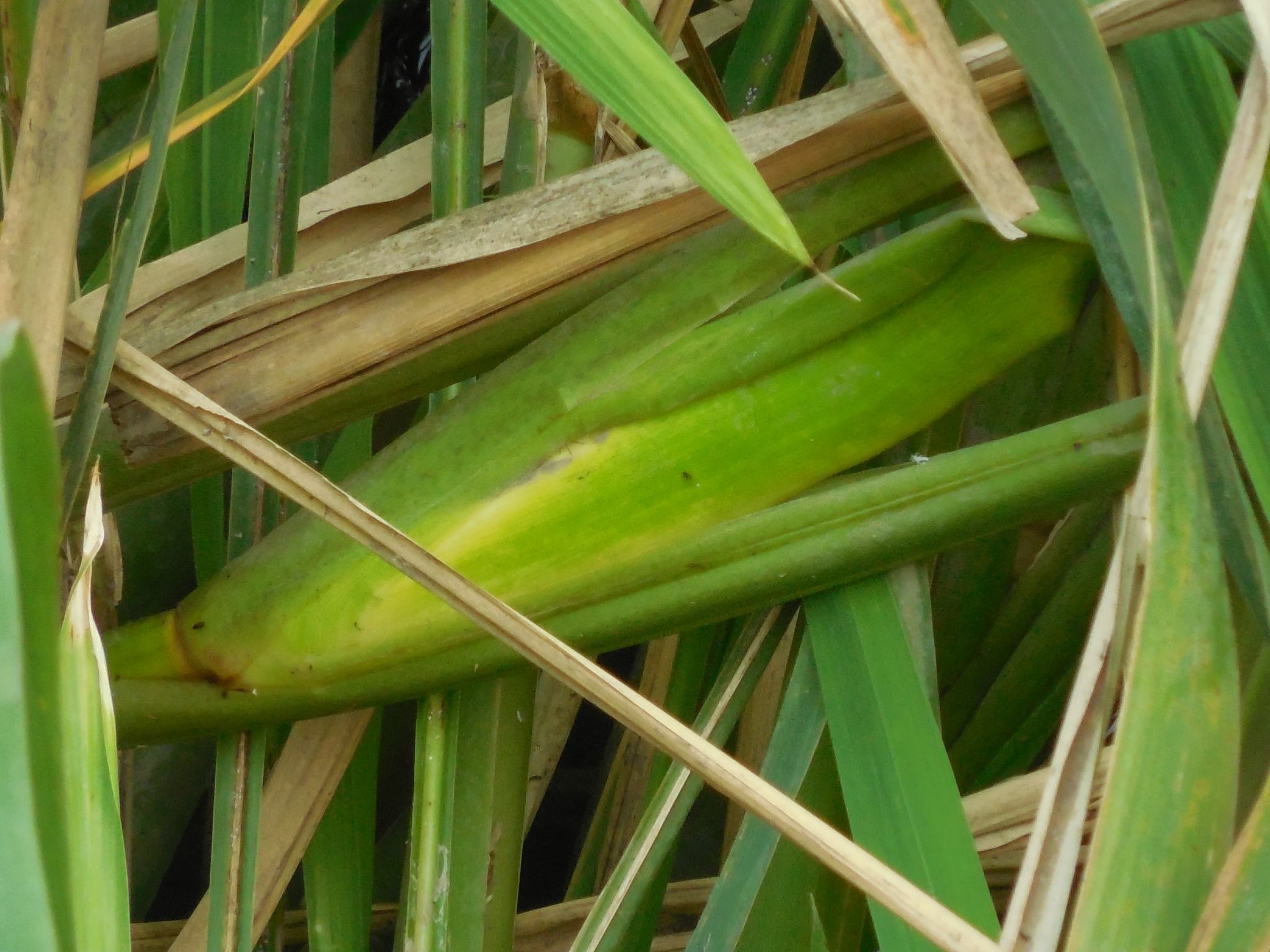 Ustilago esculenta