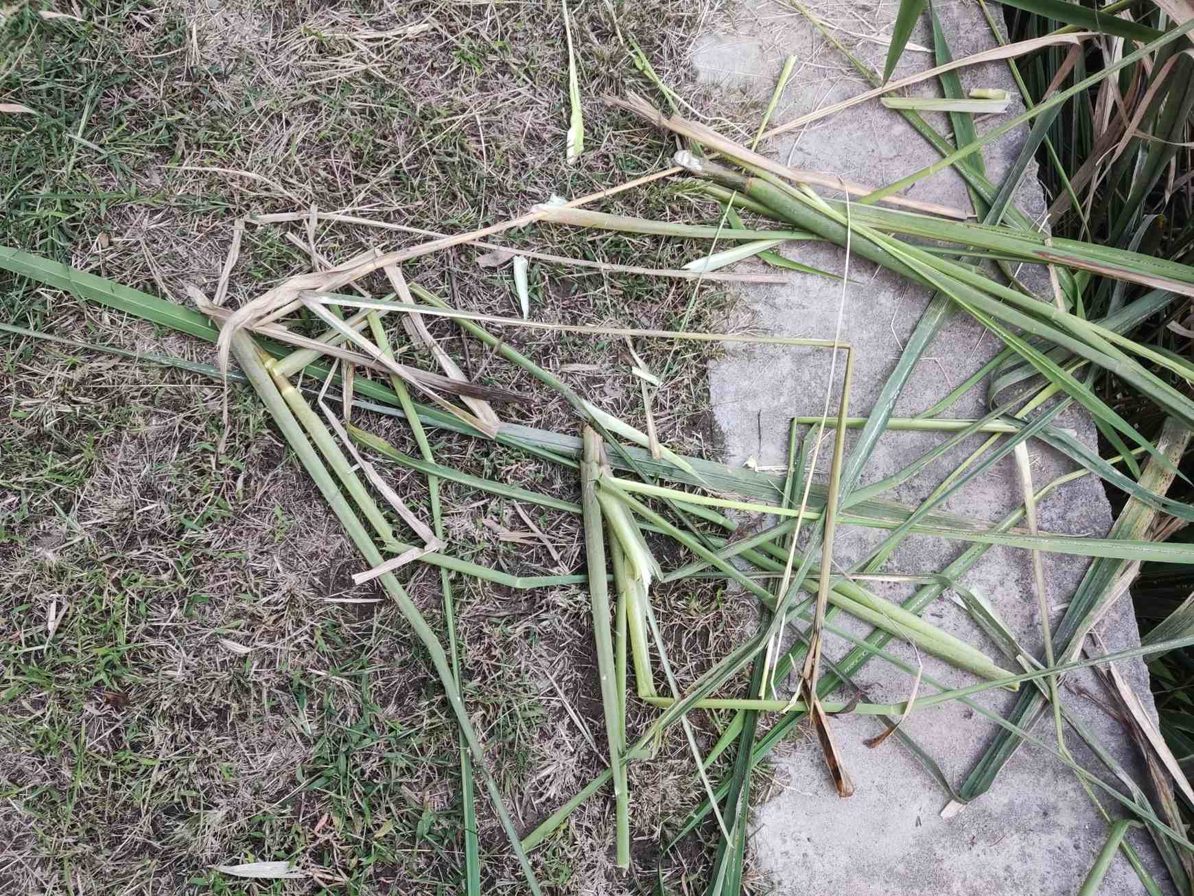 Ustilago esculenta