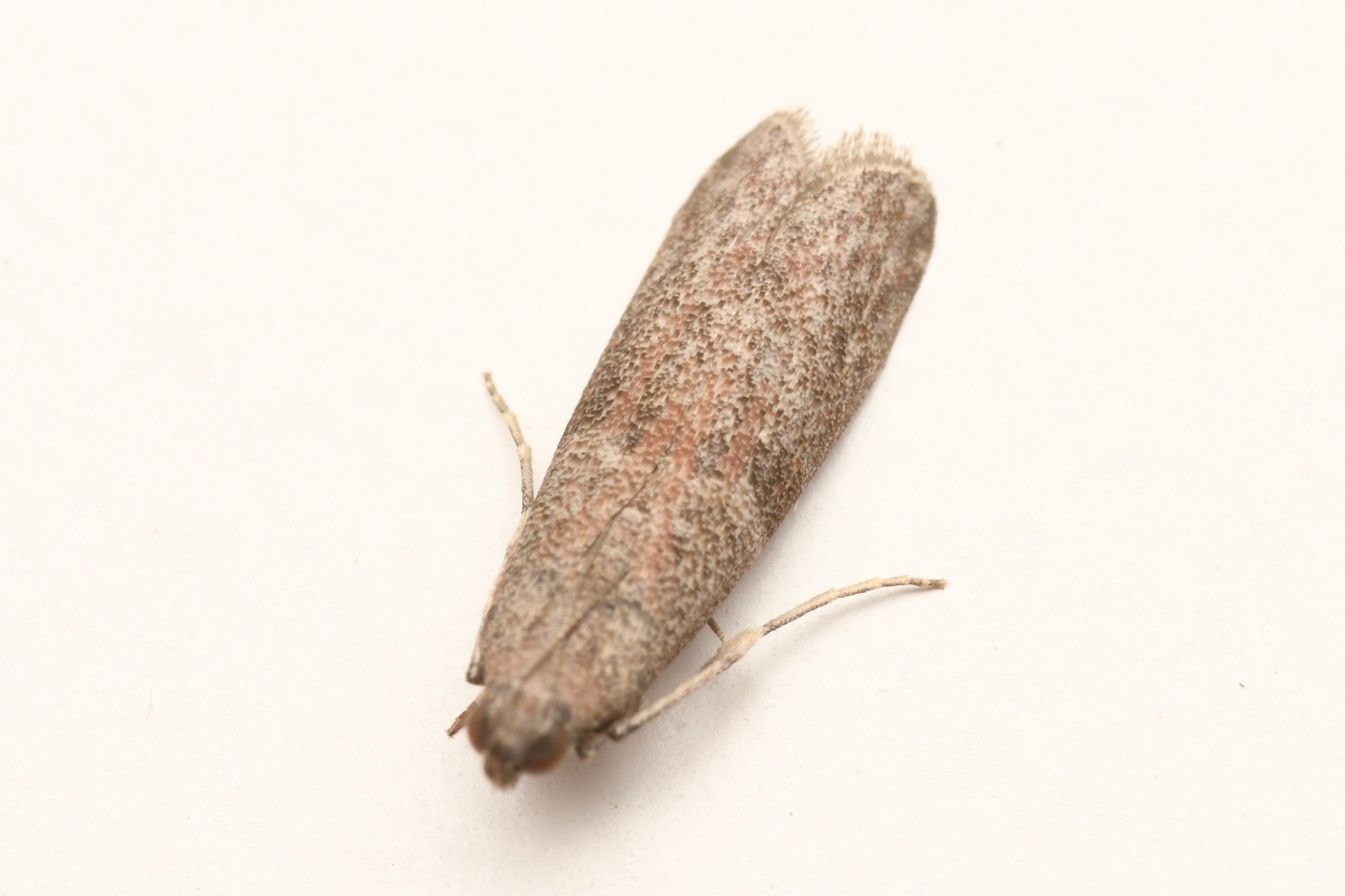 Cadra cautella