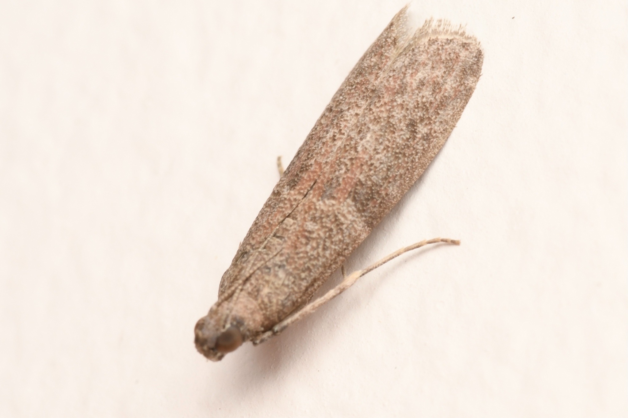 Cadra cautella