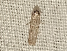 Cadra cautella