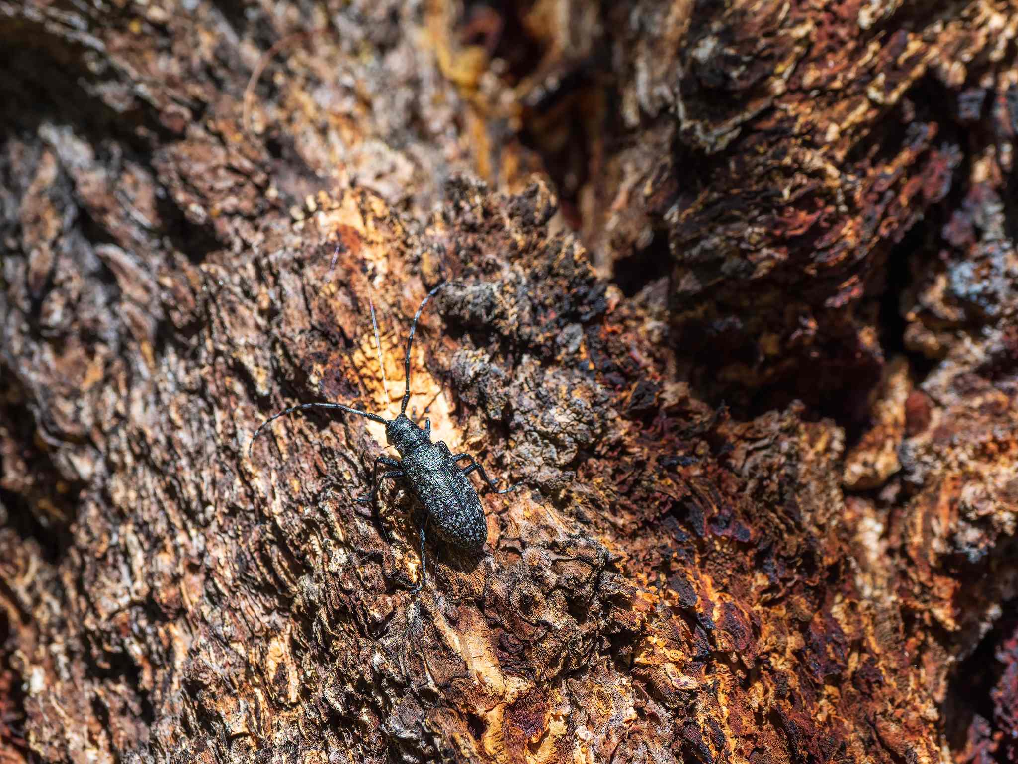 Monochamus impluviatus