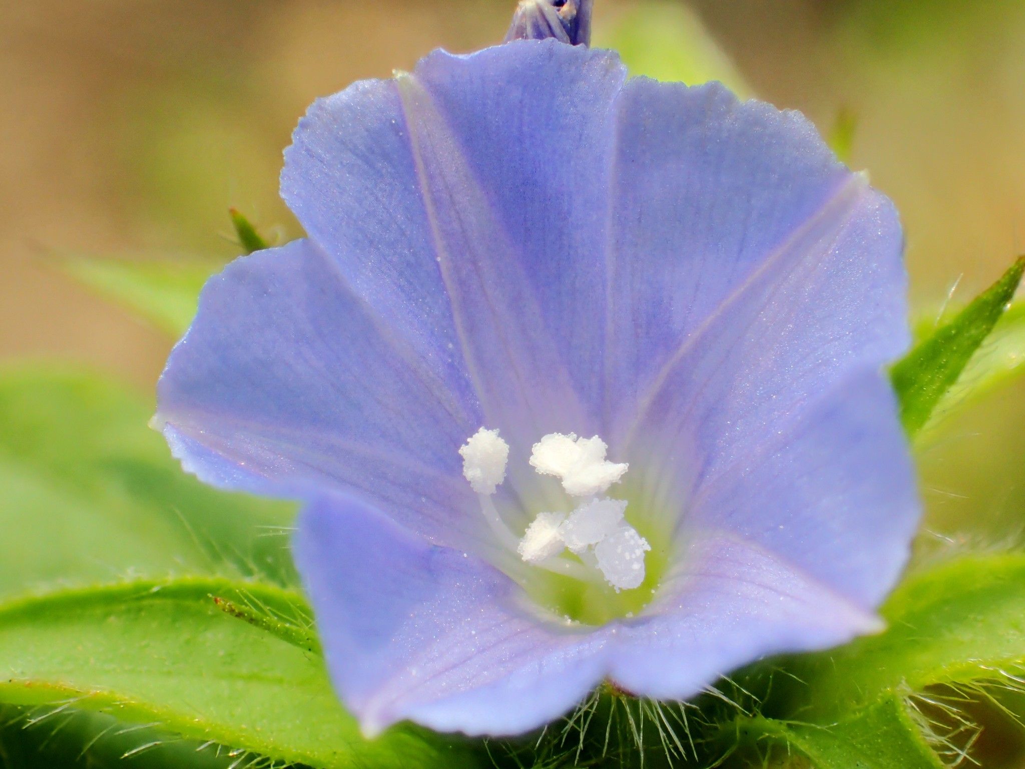 Jacquemontia tamnifolia