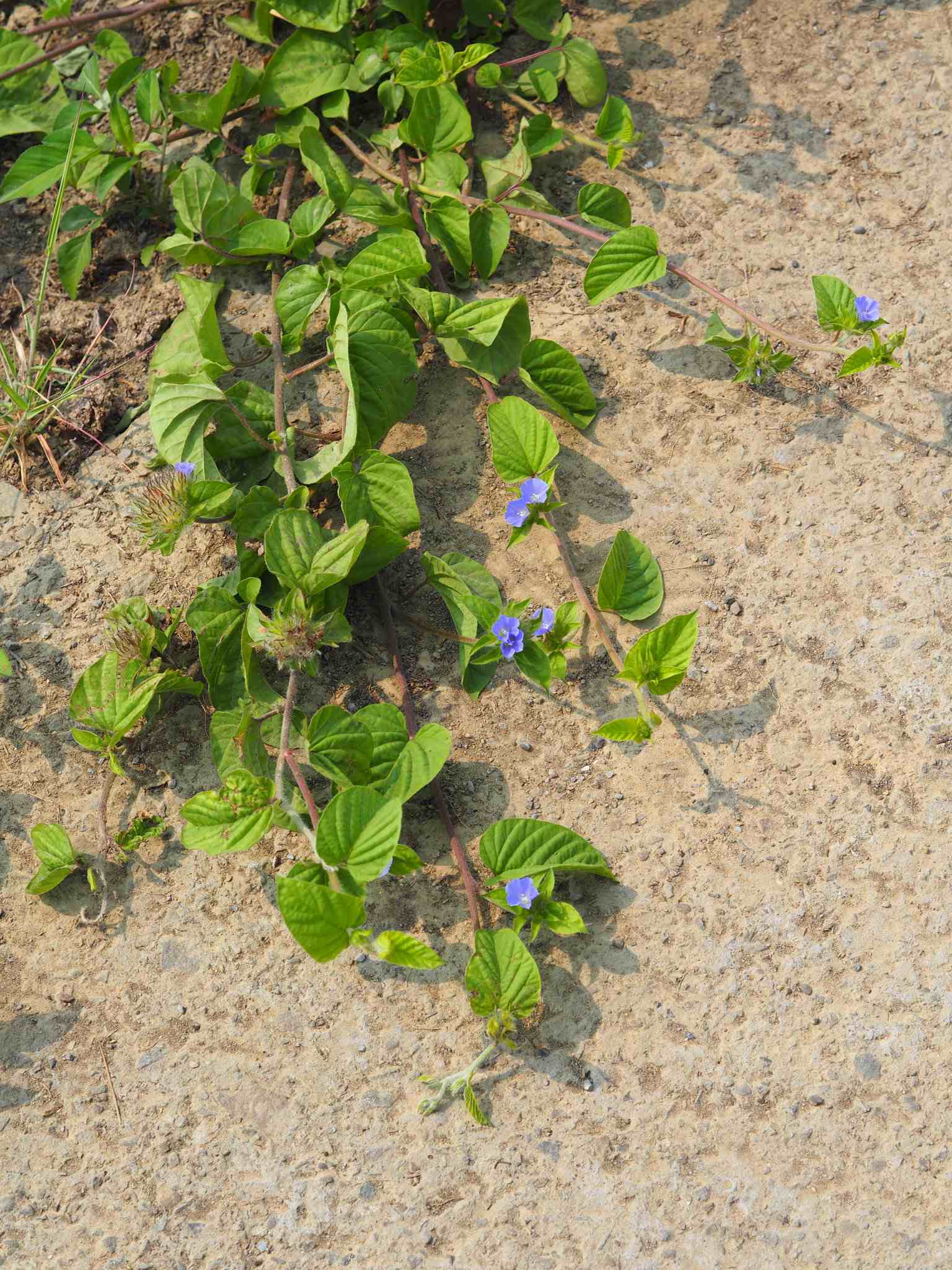 Jacquemontia tamnifolia