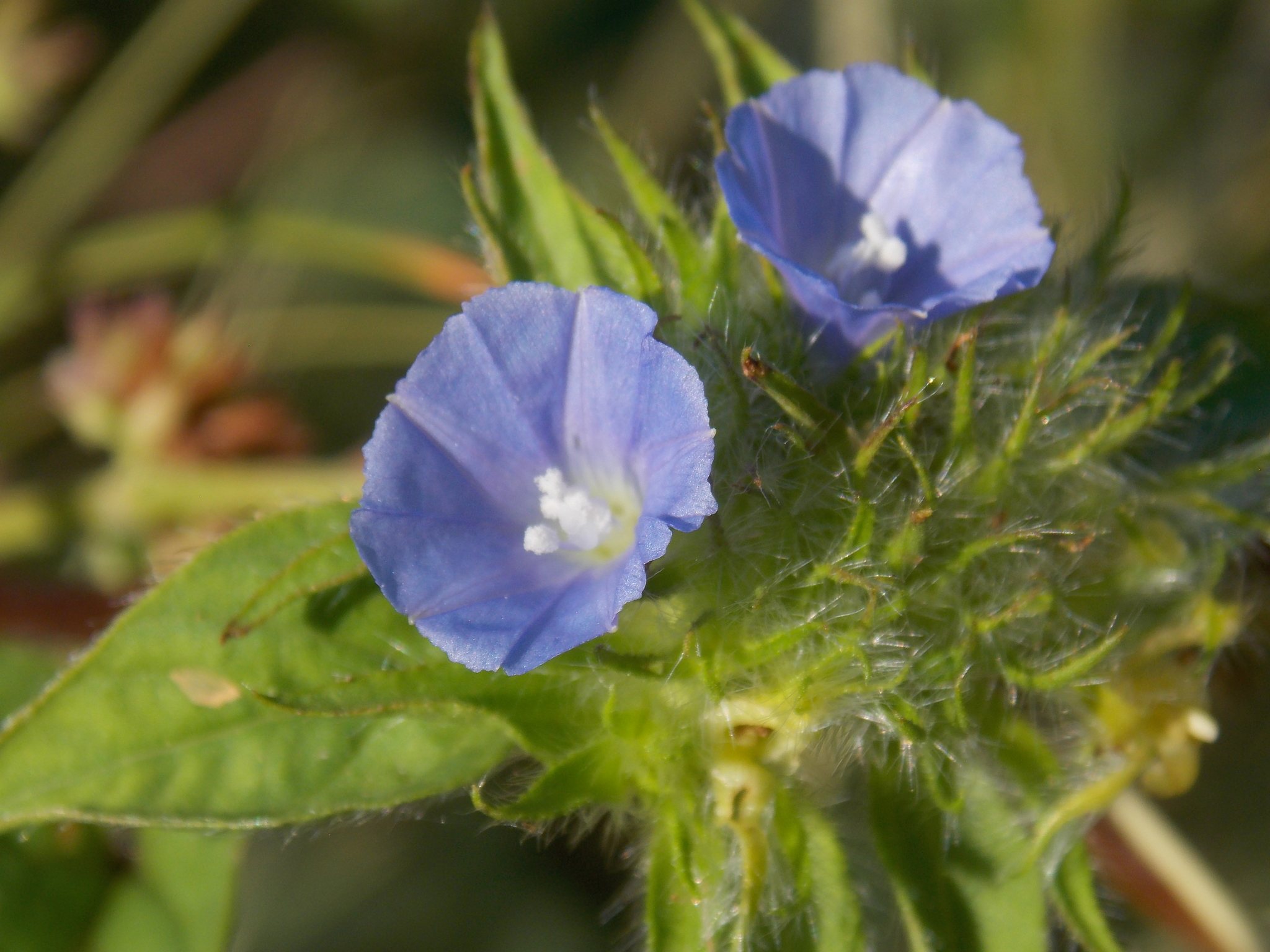 Jacquemontia tamnifolia