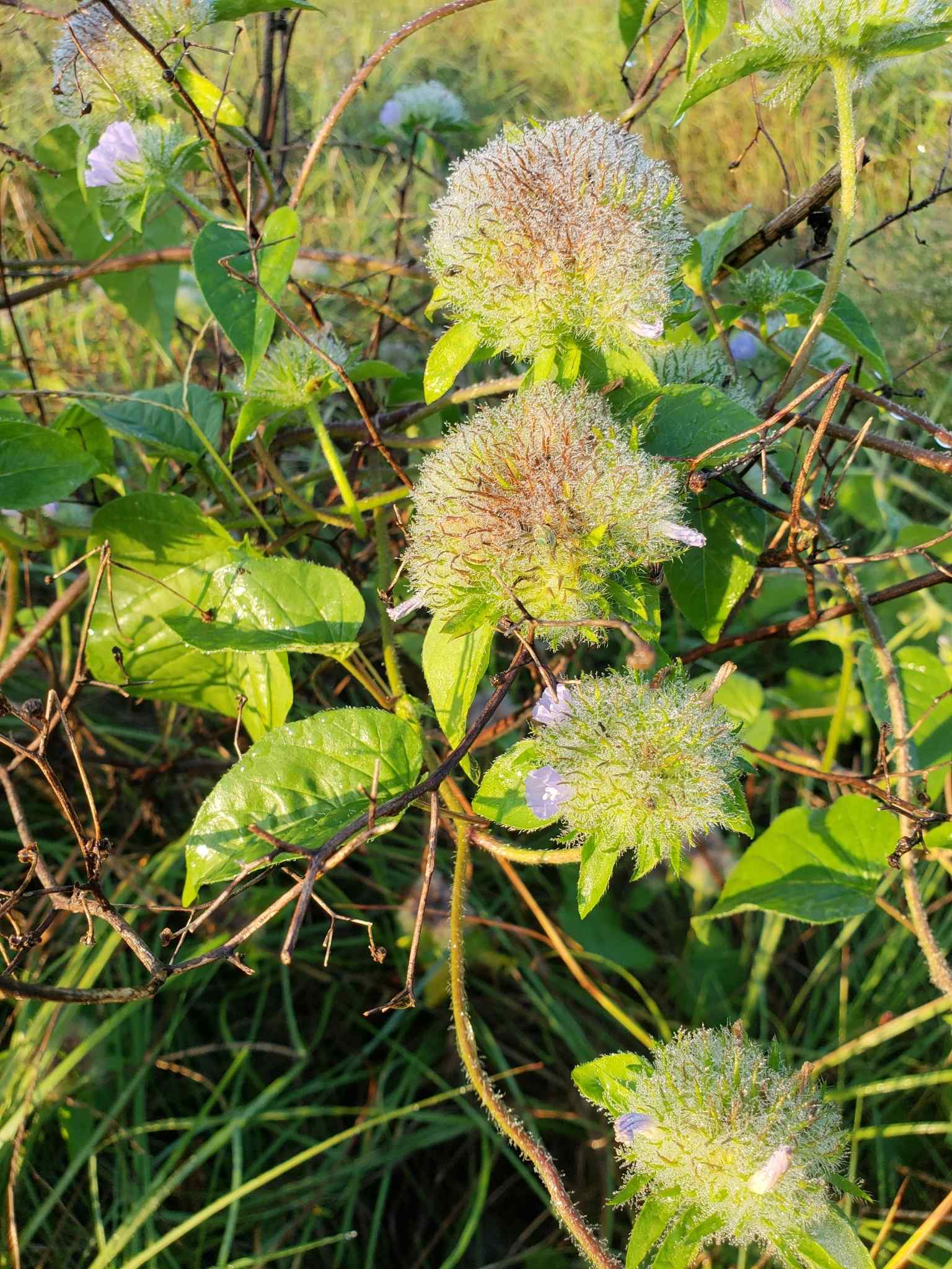 Jacquemontia tamnifolia