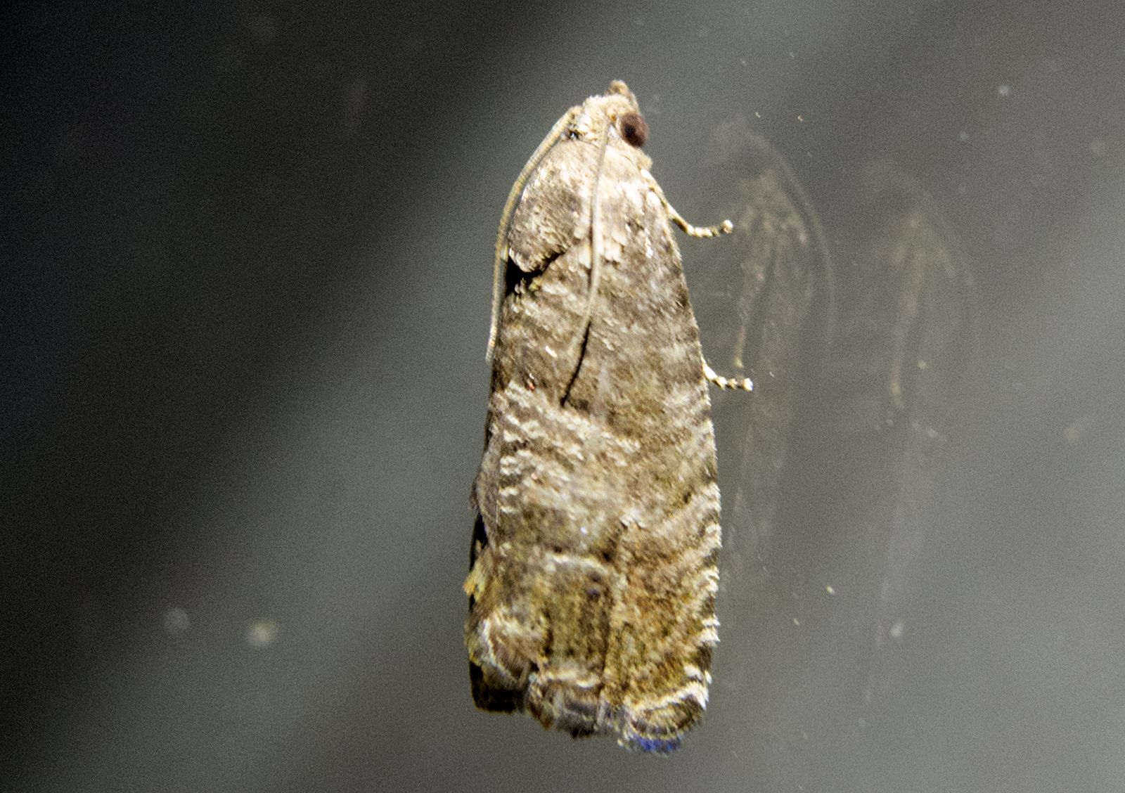 Cydia pyrivora