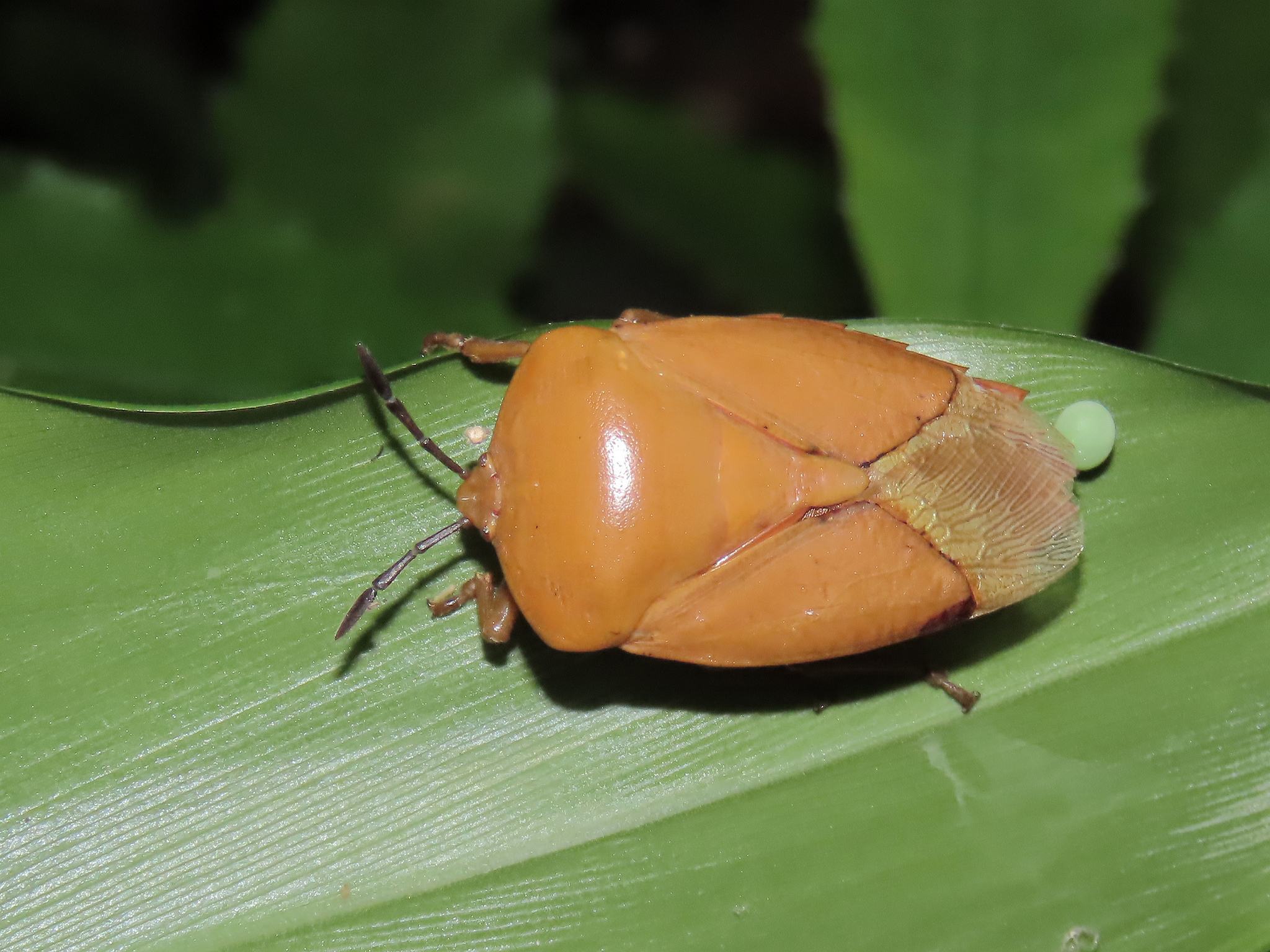 Tessaratoma papillosa