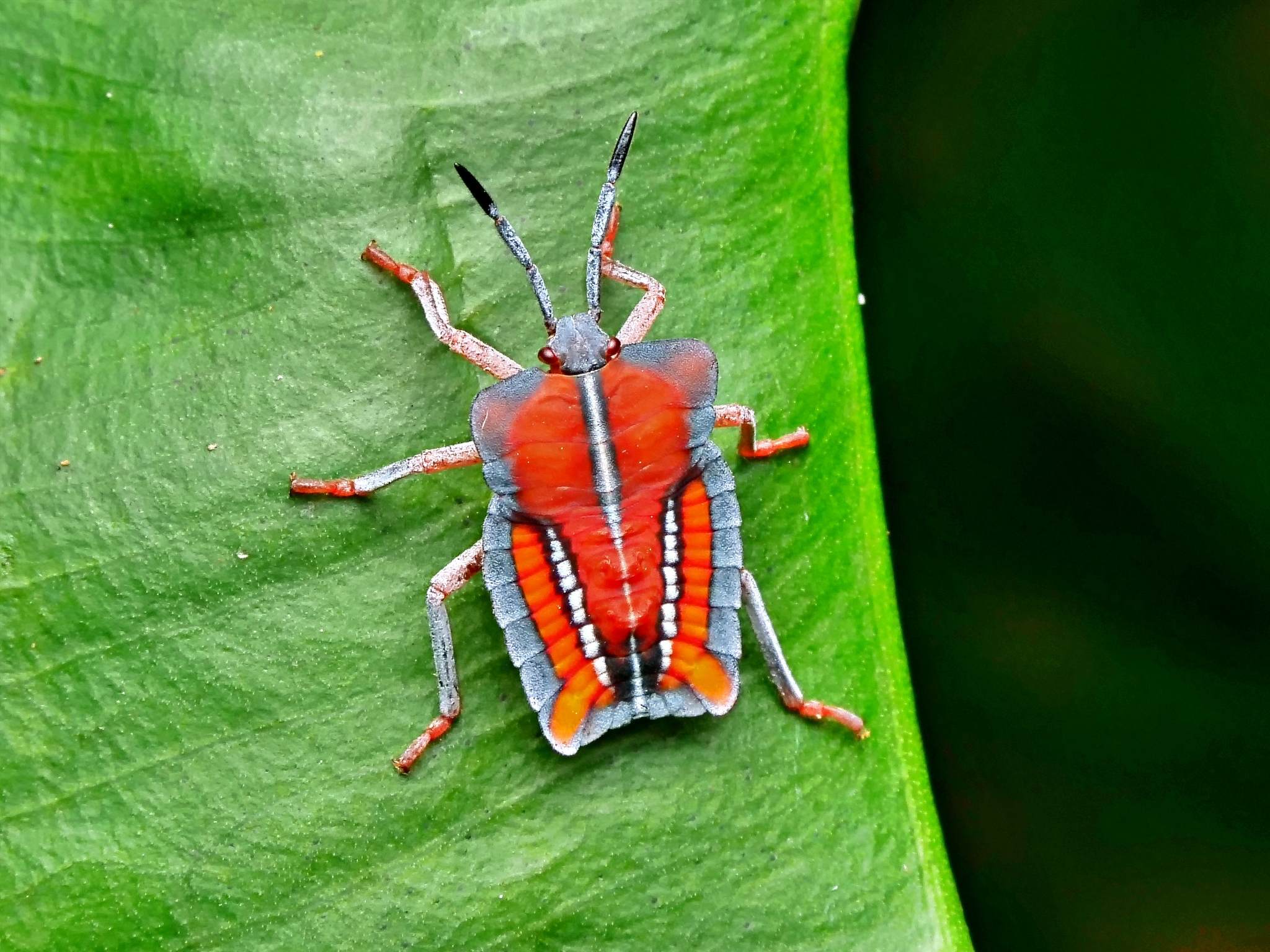 Tessaratoma papillosa