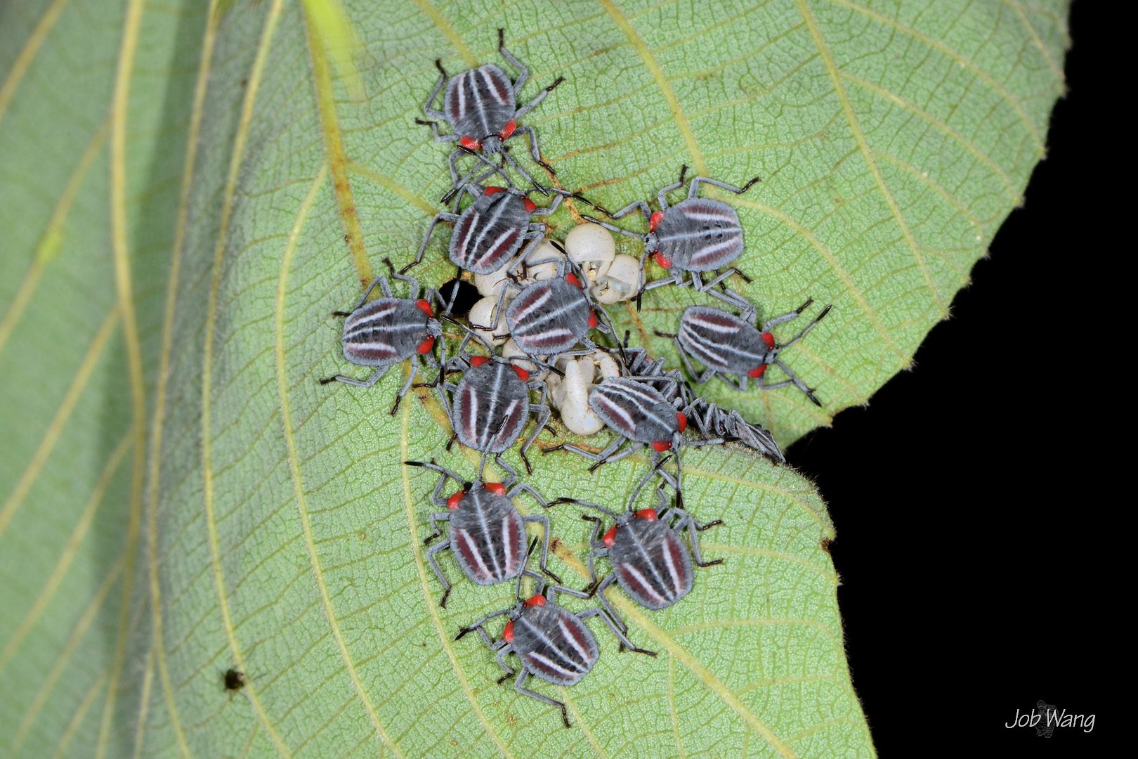 Tessaratoma papillosa