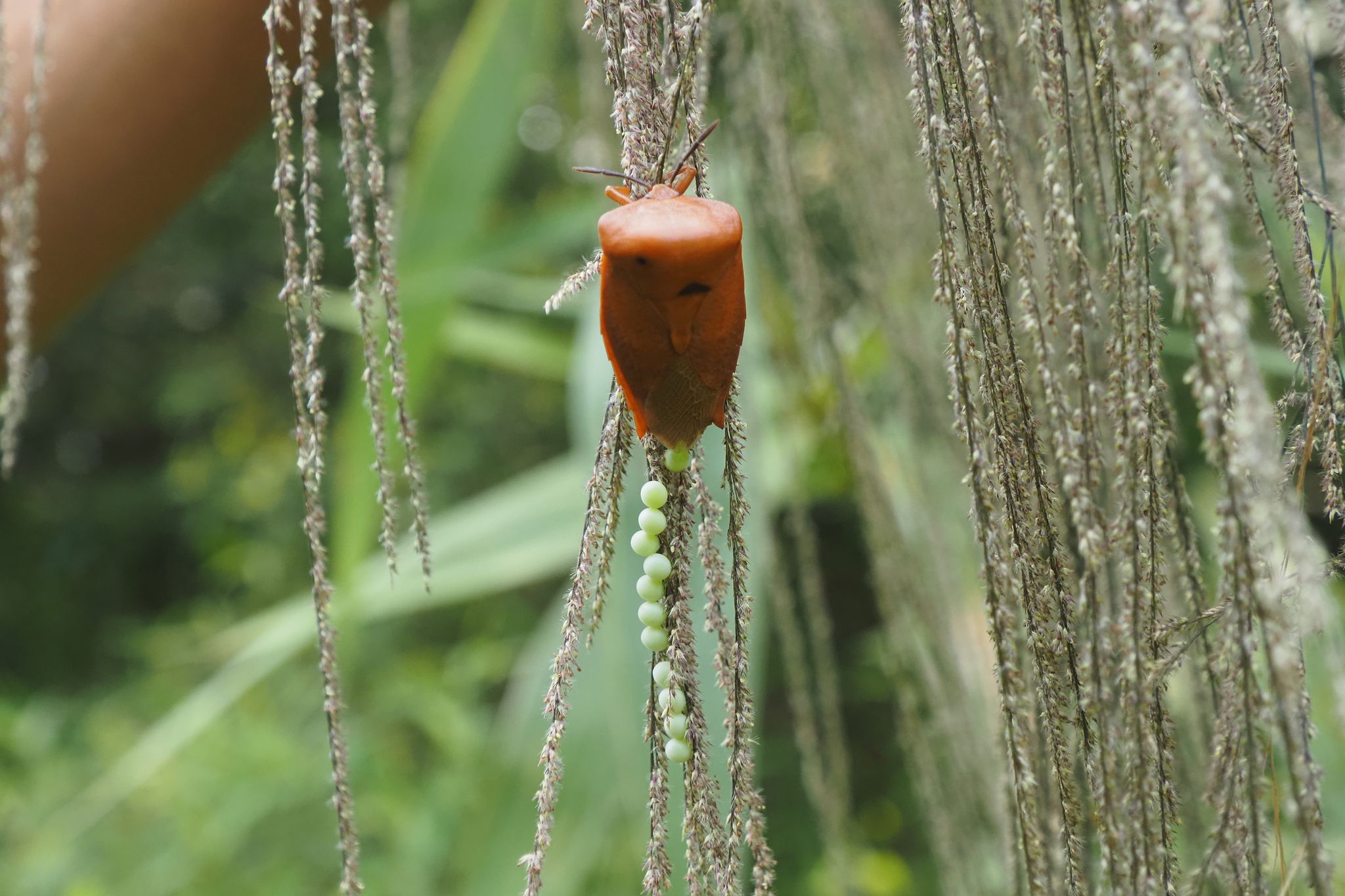 Tessaratoma papillosa