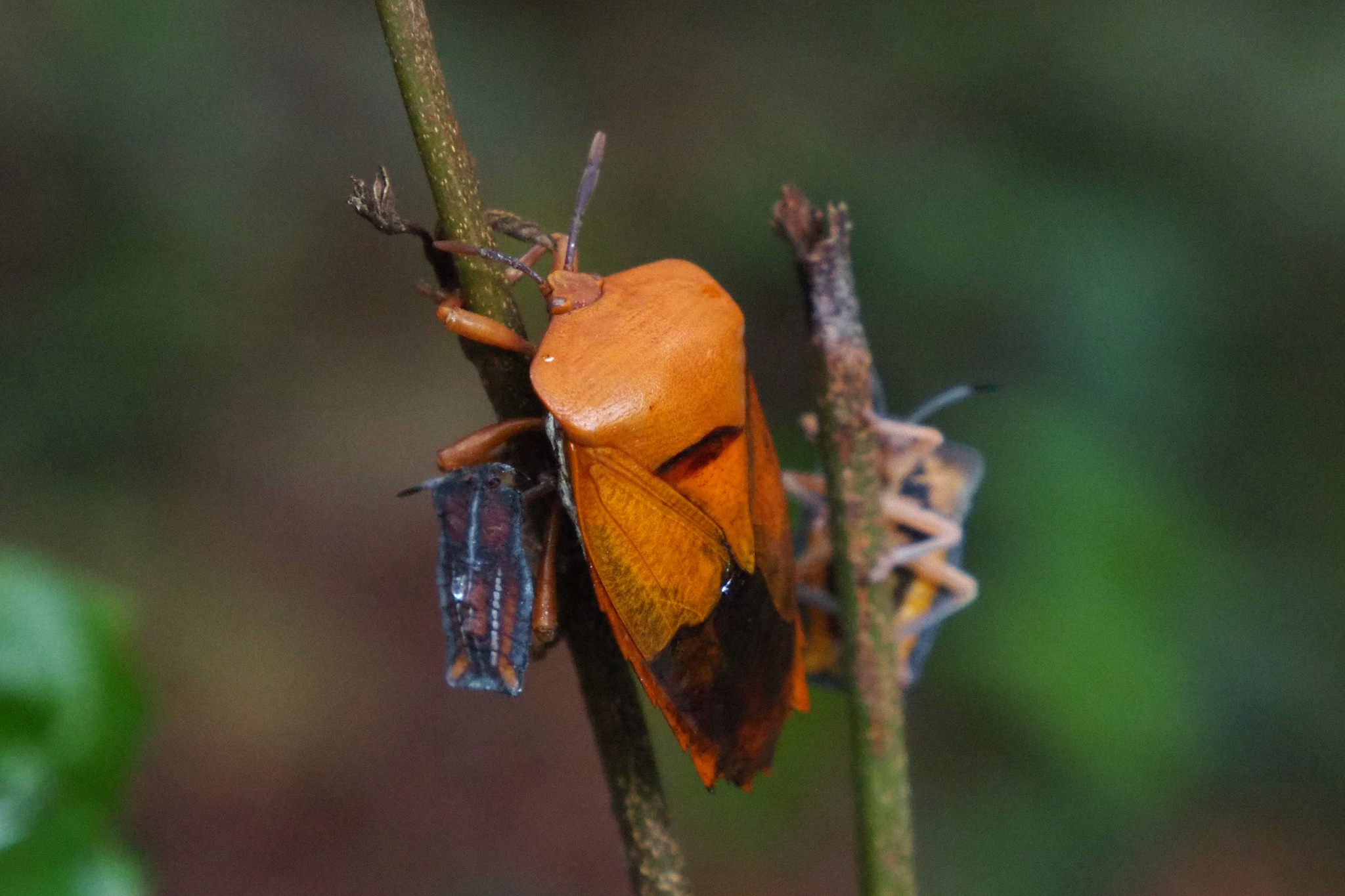 Tessaratoma papillosa