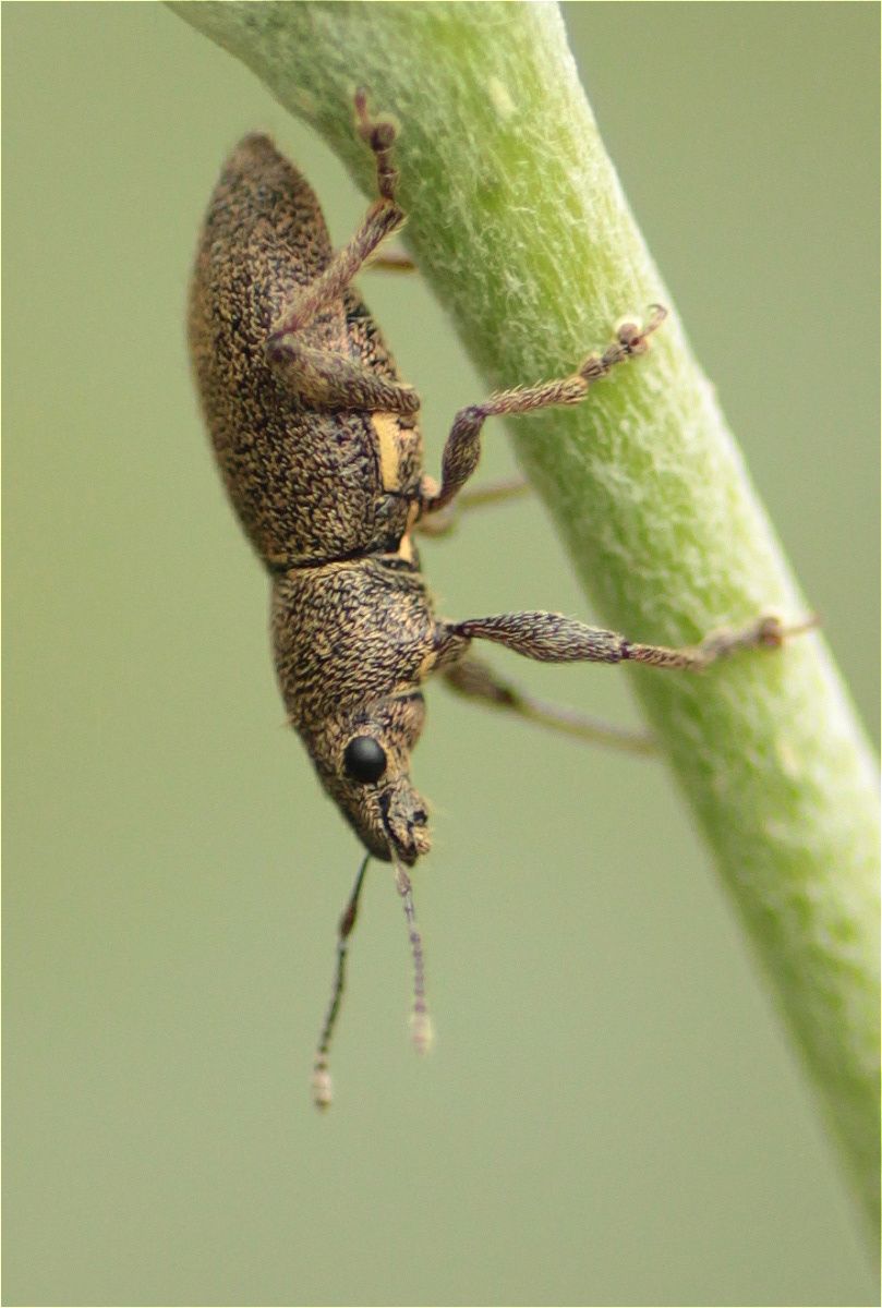 Asymmathetes