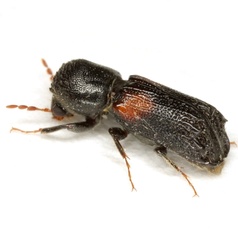 Xylobiops basilaris