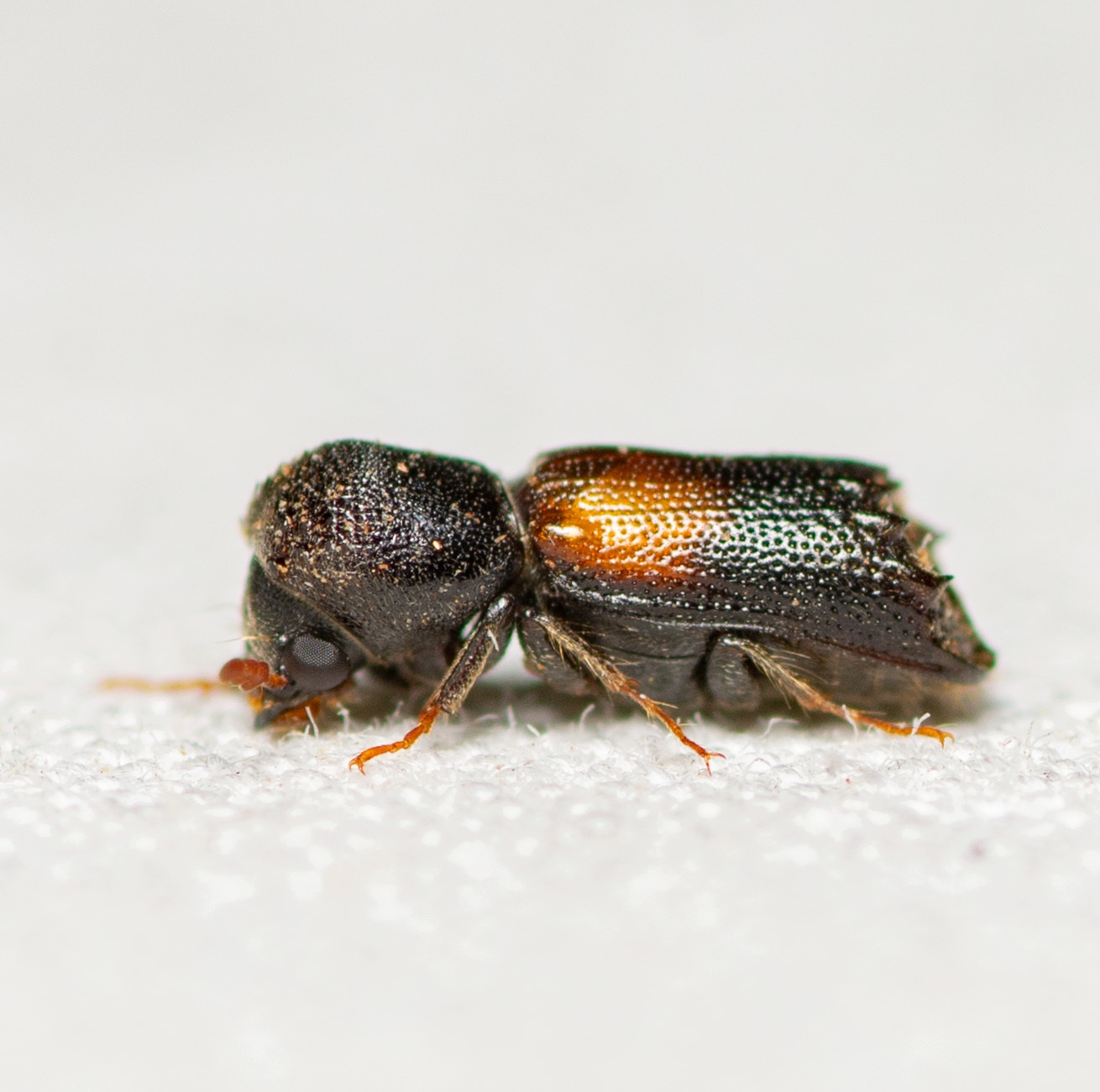 Xylobiops basilaris