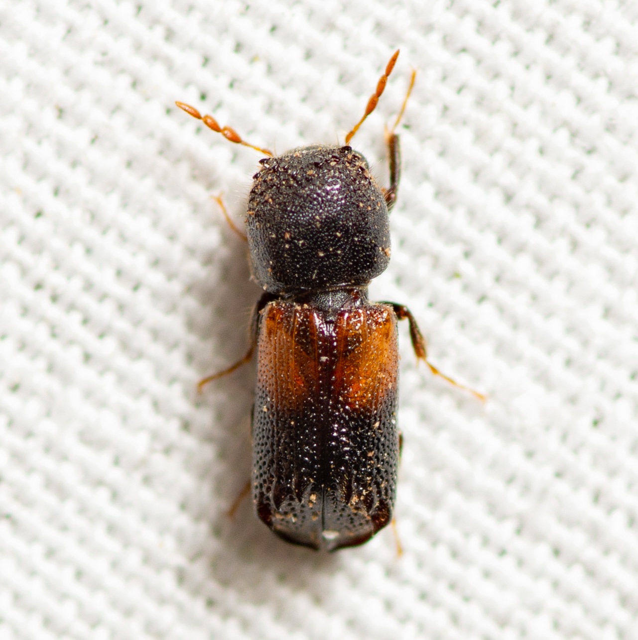 Xylobiops basilaris