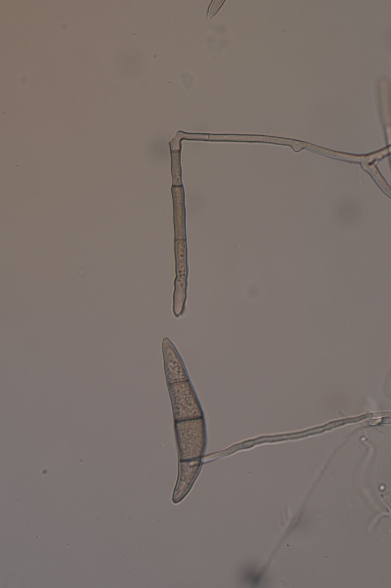 Nakataea oryzae