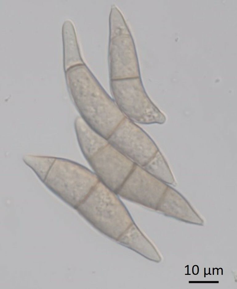 Nakataea oryzae