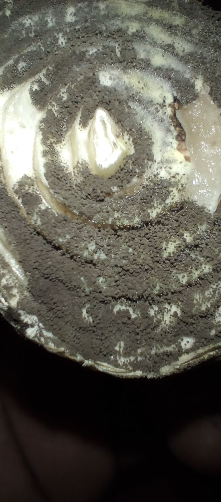 Colletotrichum circinans