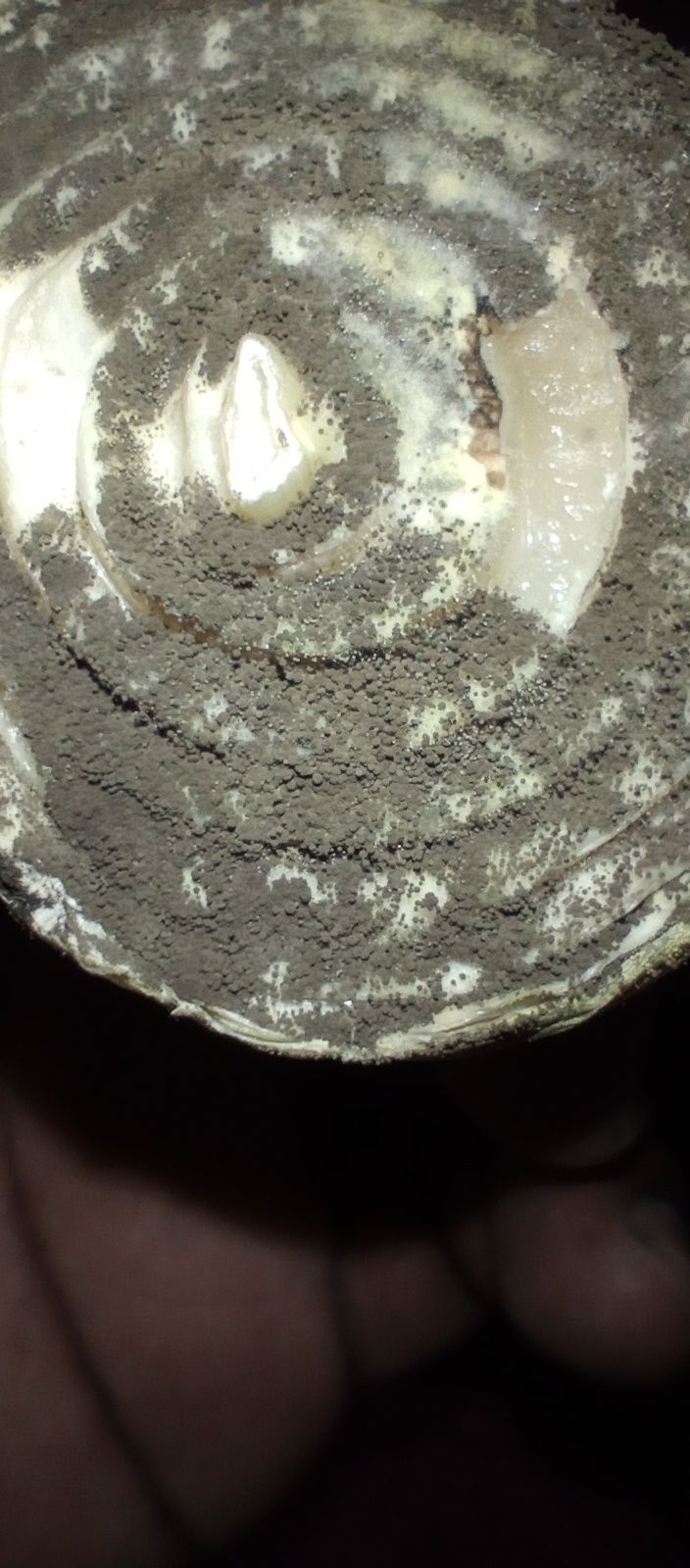 Colletotrichum circinans